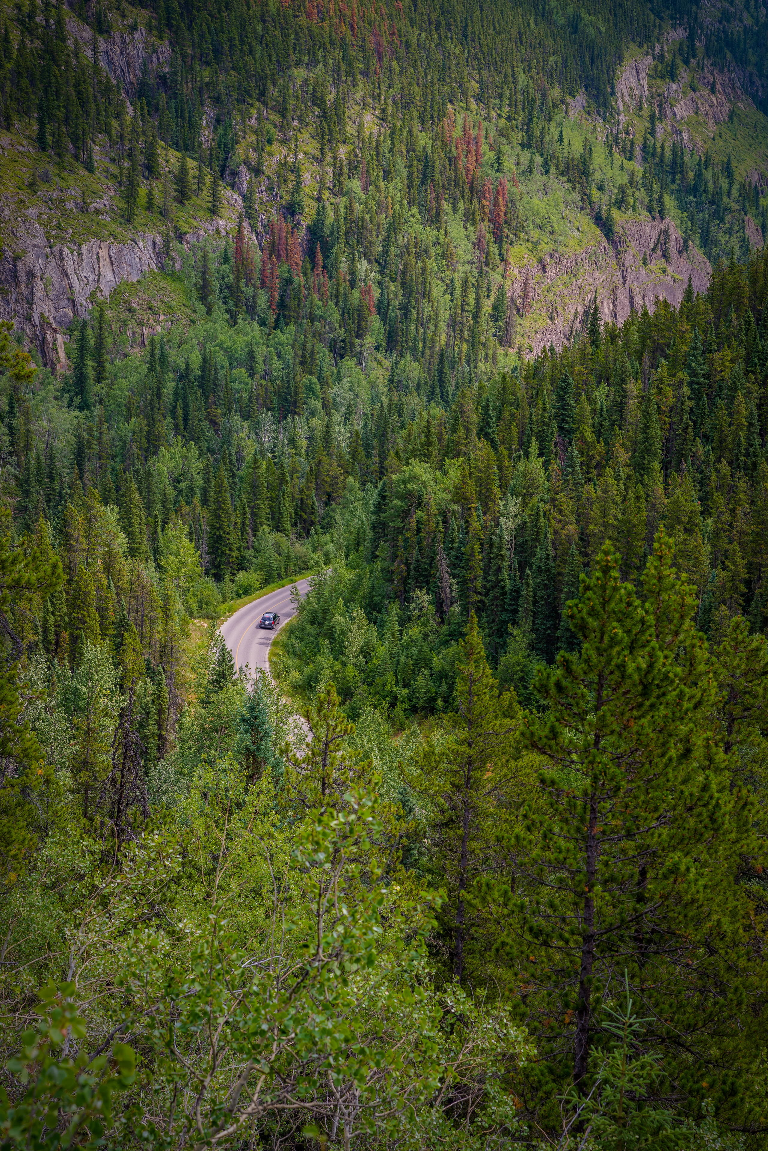 Descarga gratuita de fondo de pantalla para móvil de Naturaleza, Camino, Sucursales, Ramas, Bosque, Un Coche, Árboles, Máquina.