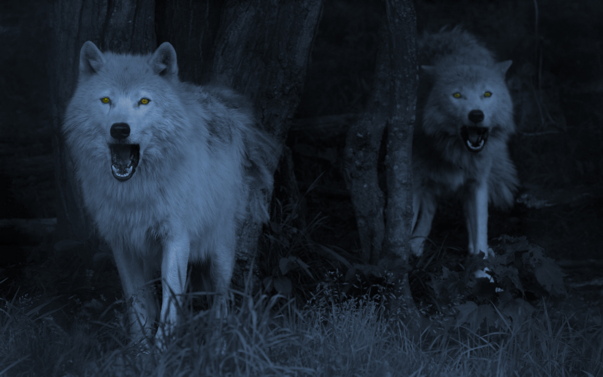 Скачать картинку Волки, Волк, Животные, Тьма в телефон бесплатно.