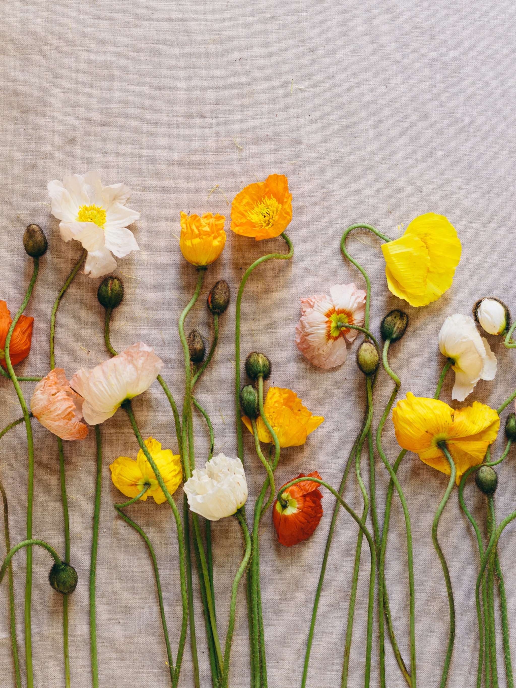 Descarga gratuita de fondo de pantalla para móvil de Flor, Amapola, Flor Amarilla, Flor Blanca, Hecho Por El Hombre, Flor Naranja.