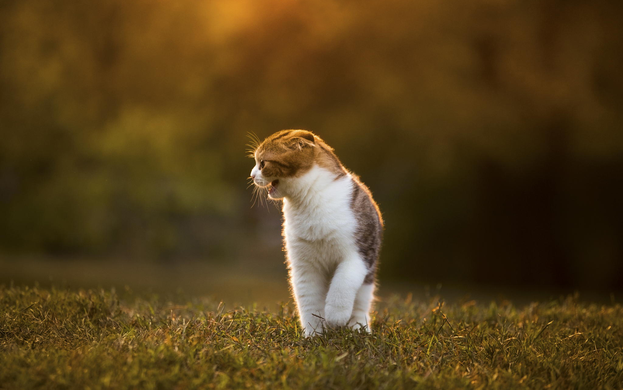 Téléchargez des papiers peints mobile Animaux, Chats, Chat gratuitement.