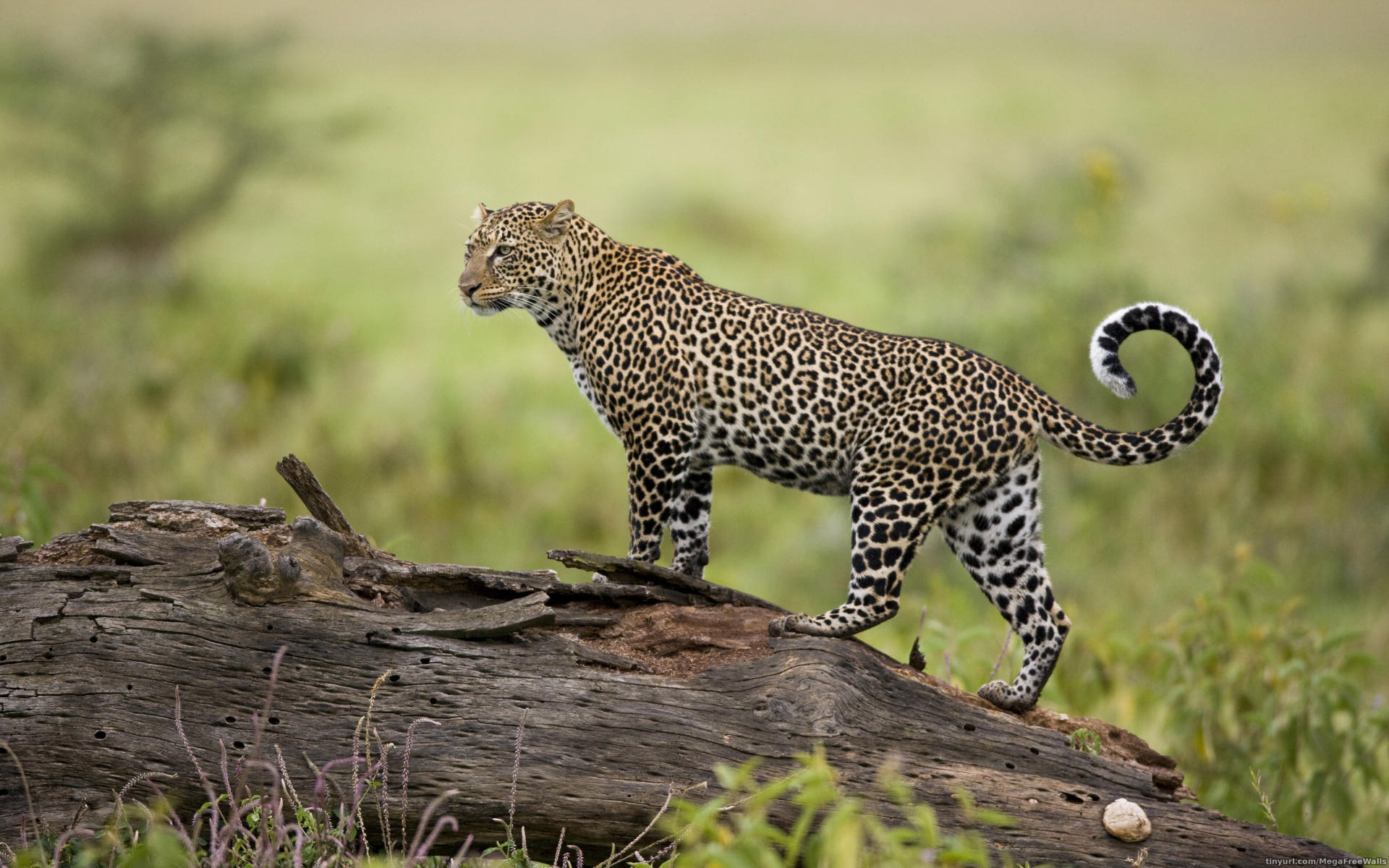 Téléchargez des papiers peints mobile Animaux, Jaguar gratuitement.