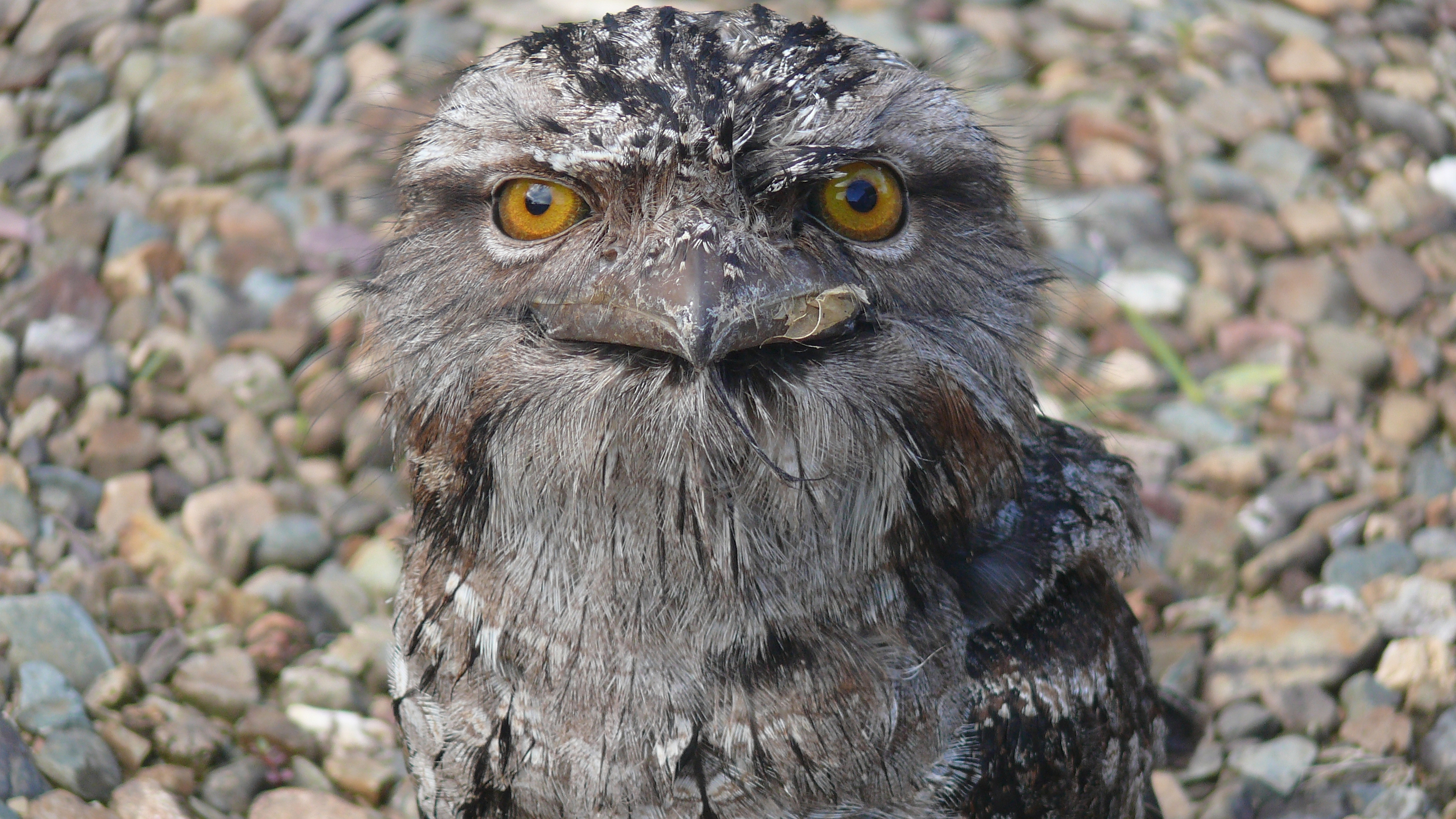 Download mobile wallpaper Tawny Frogmouth, Birds, Animal for free.