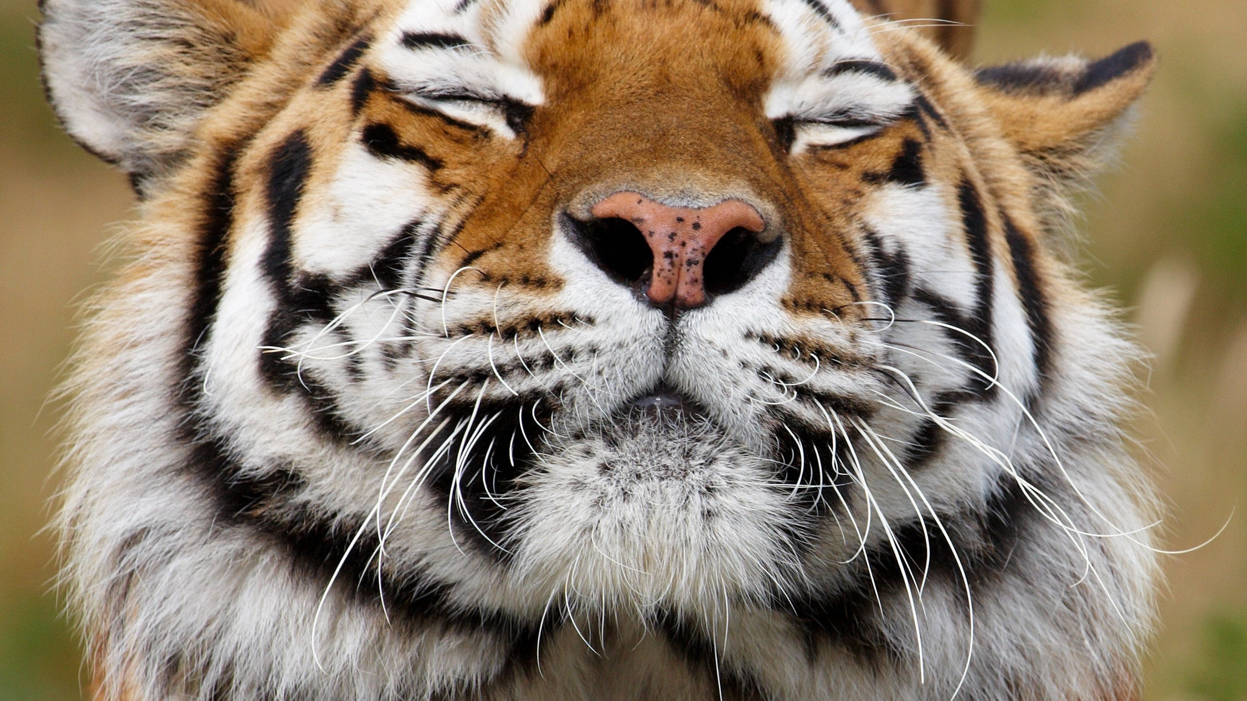 Téléchargez des papiers peints mobile Animaux, Tigre gratuitement.