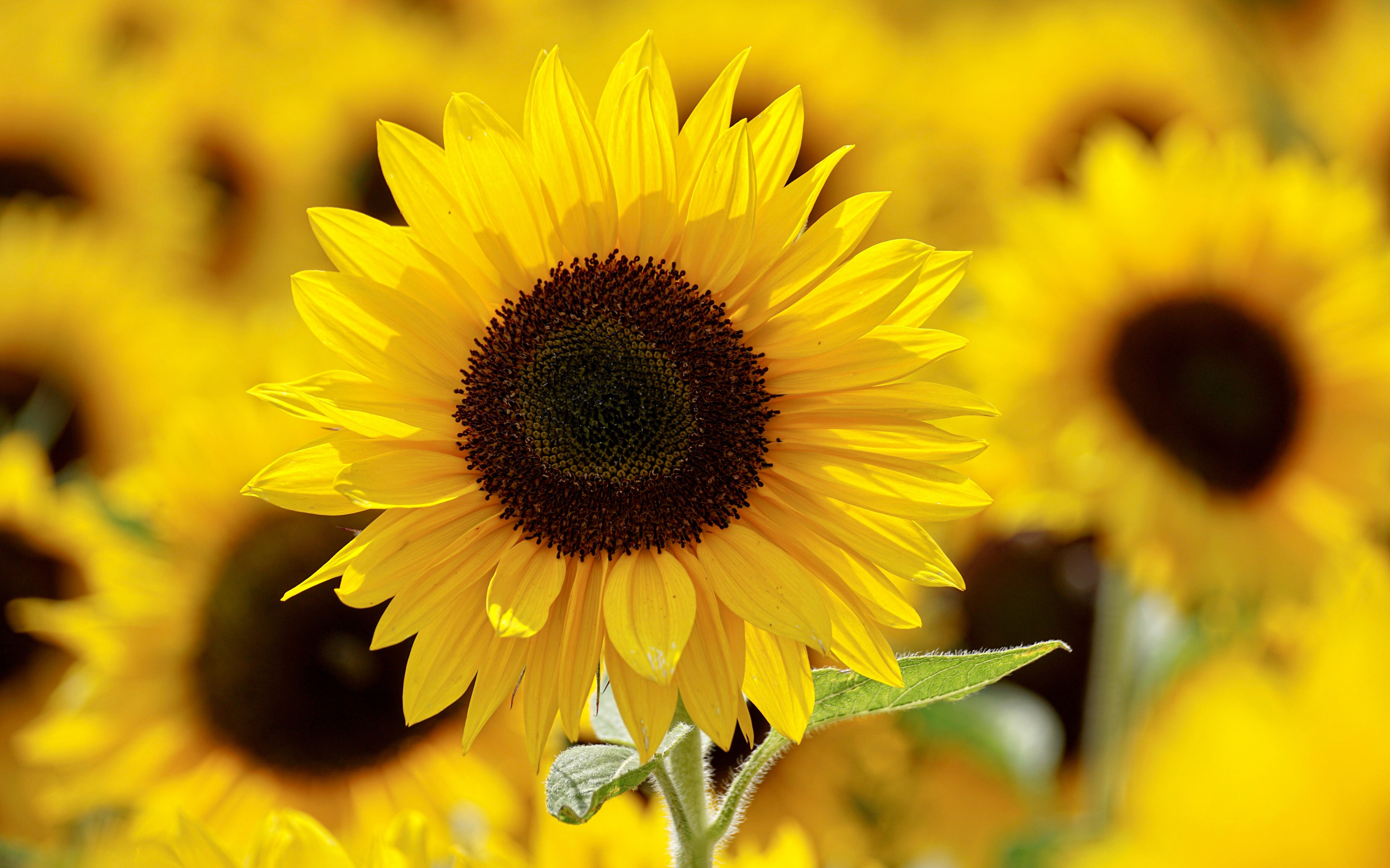 Free download wallpaper Flowers, Flower, Earth, Sunflower, Yellow Flower on your PC desktop