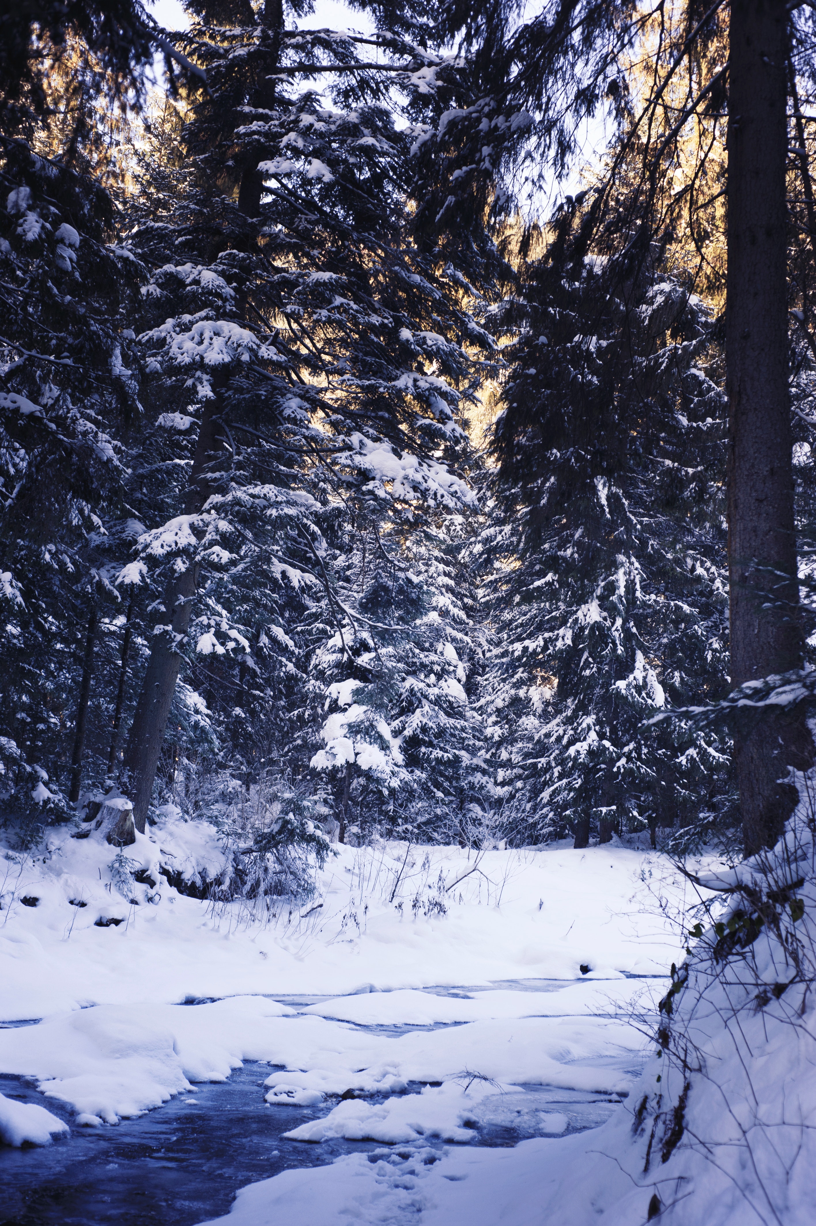 Скачать обои бесплатно Лес, Снег, Деревья, Природа, Зима картинка на рабочий стол ПК