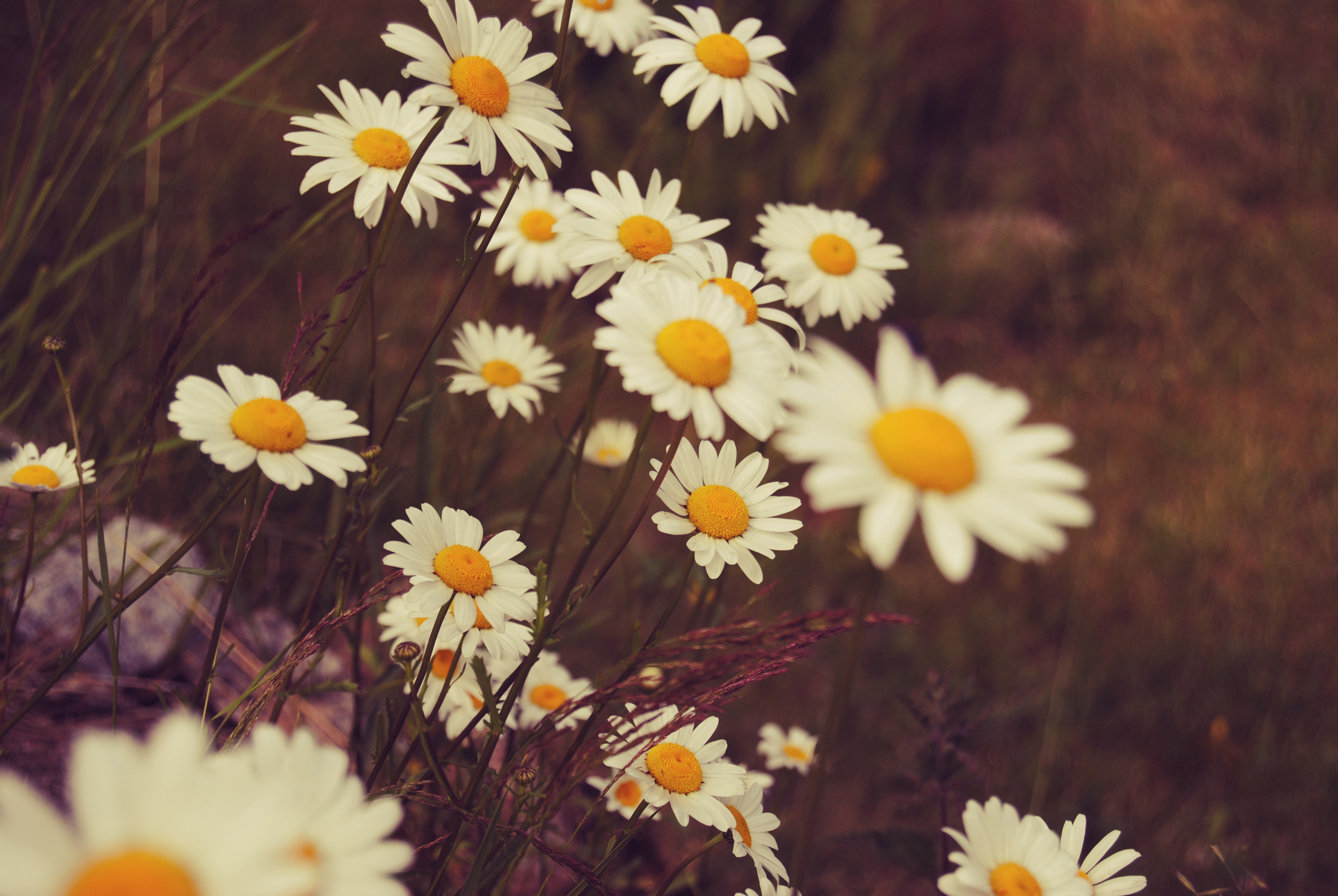 Descarga gratuita de fondo de pantalla para móvil de Margarita, Flor Blanca, Flores, Naturaleza, Flor, Tierra/naturaleza.