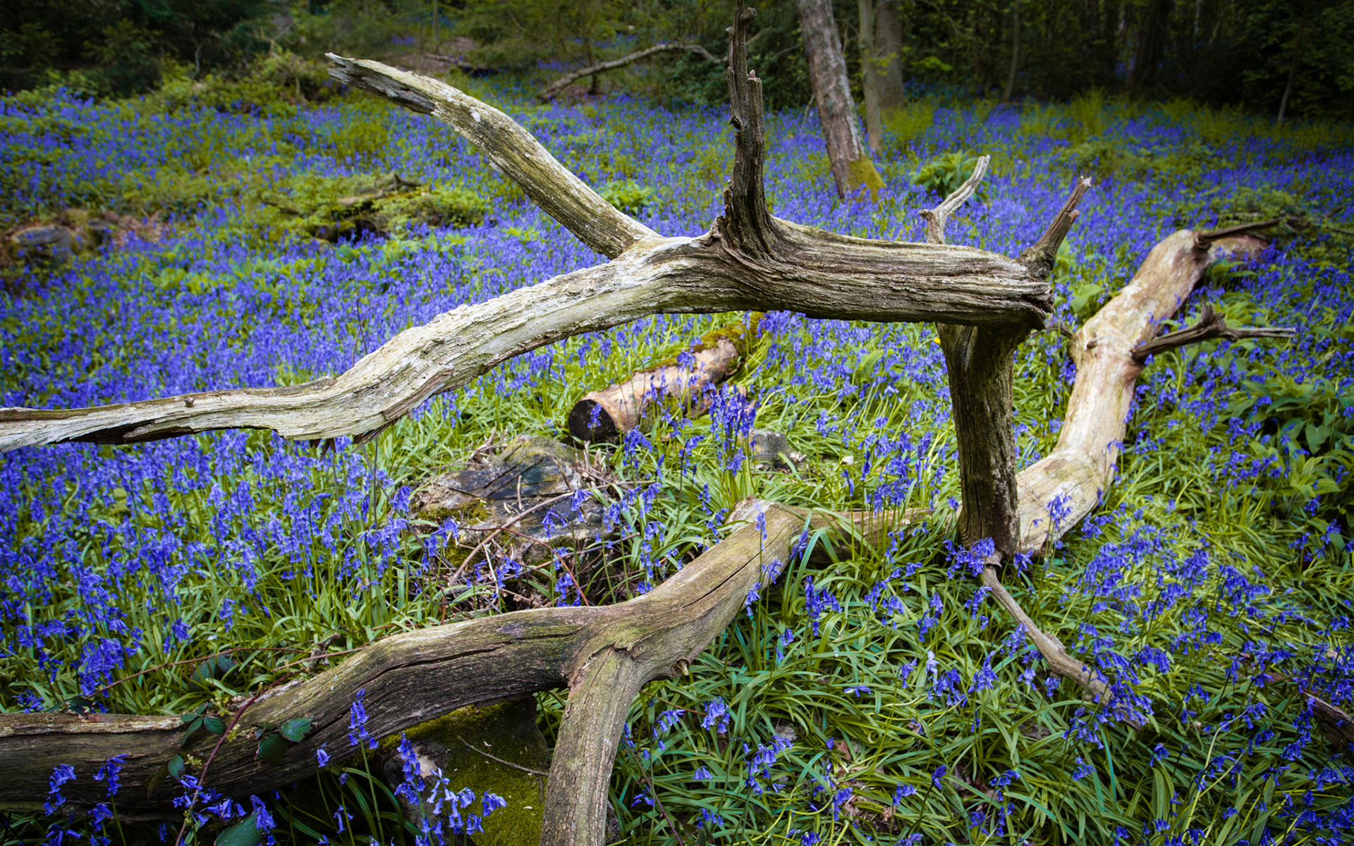 Handy-Wallpaper Blumen, Blume, Erde/natur kostenlos herunterladen.