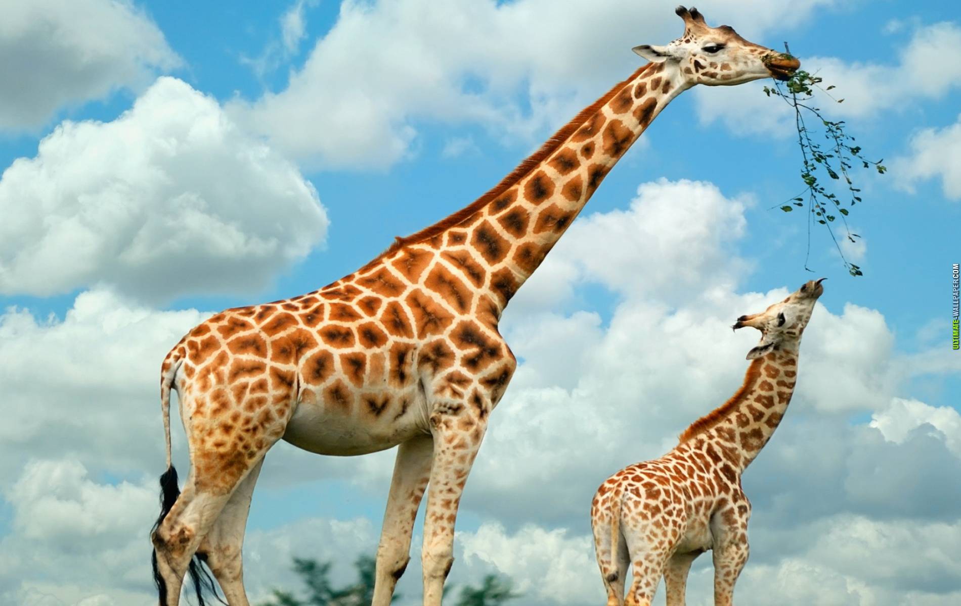 174615 descargar fondo de pantalla animales, jirafa: protectores de pantalla e imágenes gratis