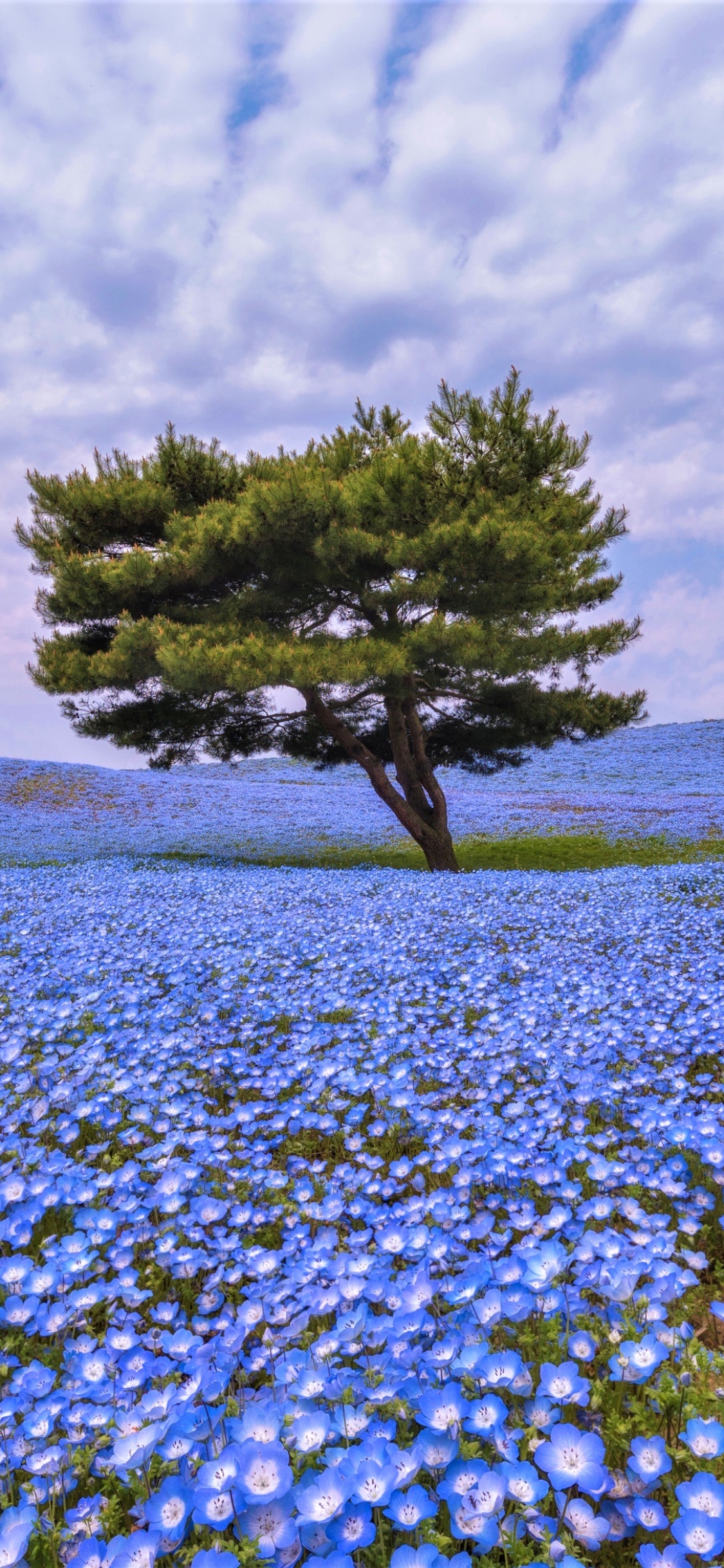 Download mobile wallpaper Trees, Flower, Tree, Earth, Field, Blue Flower for free.