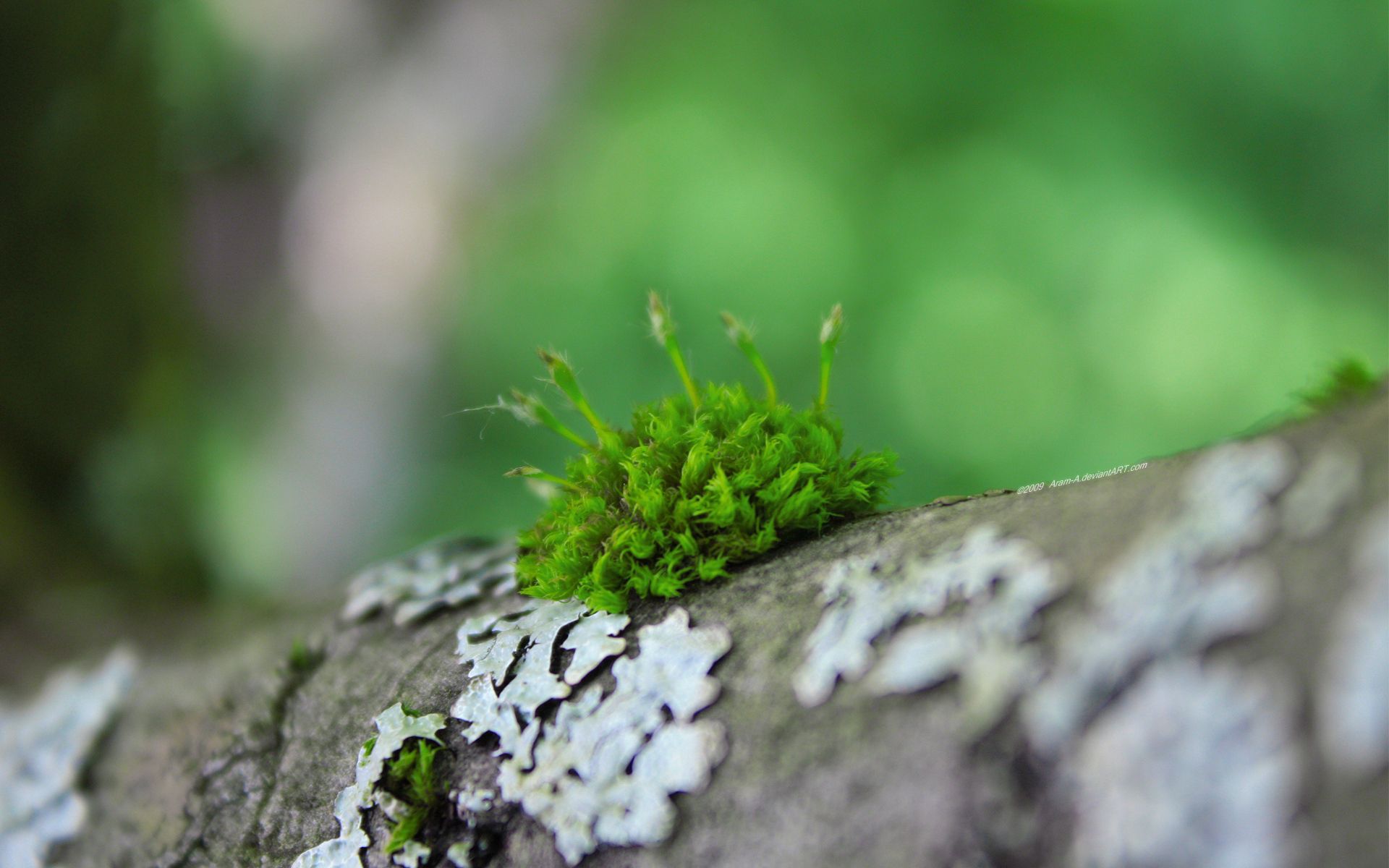 moss, grass, macro, wood, surface Full HD