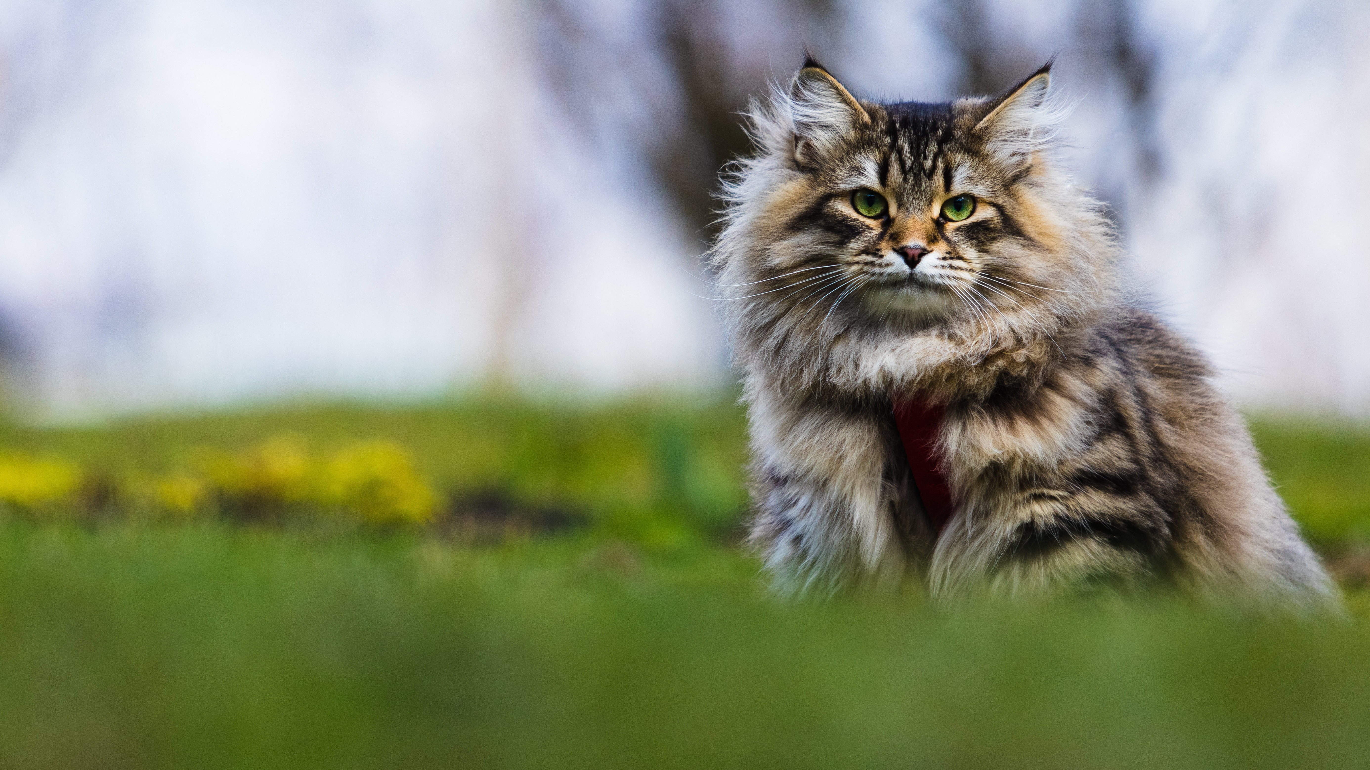 Téléchargez des papiers peints mobile Animaux, Chats, Chat gratuitement.