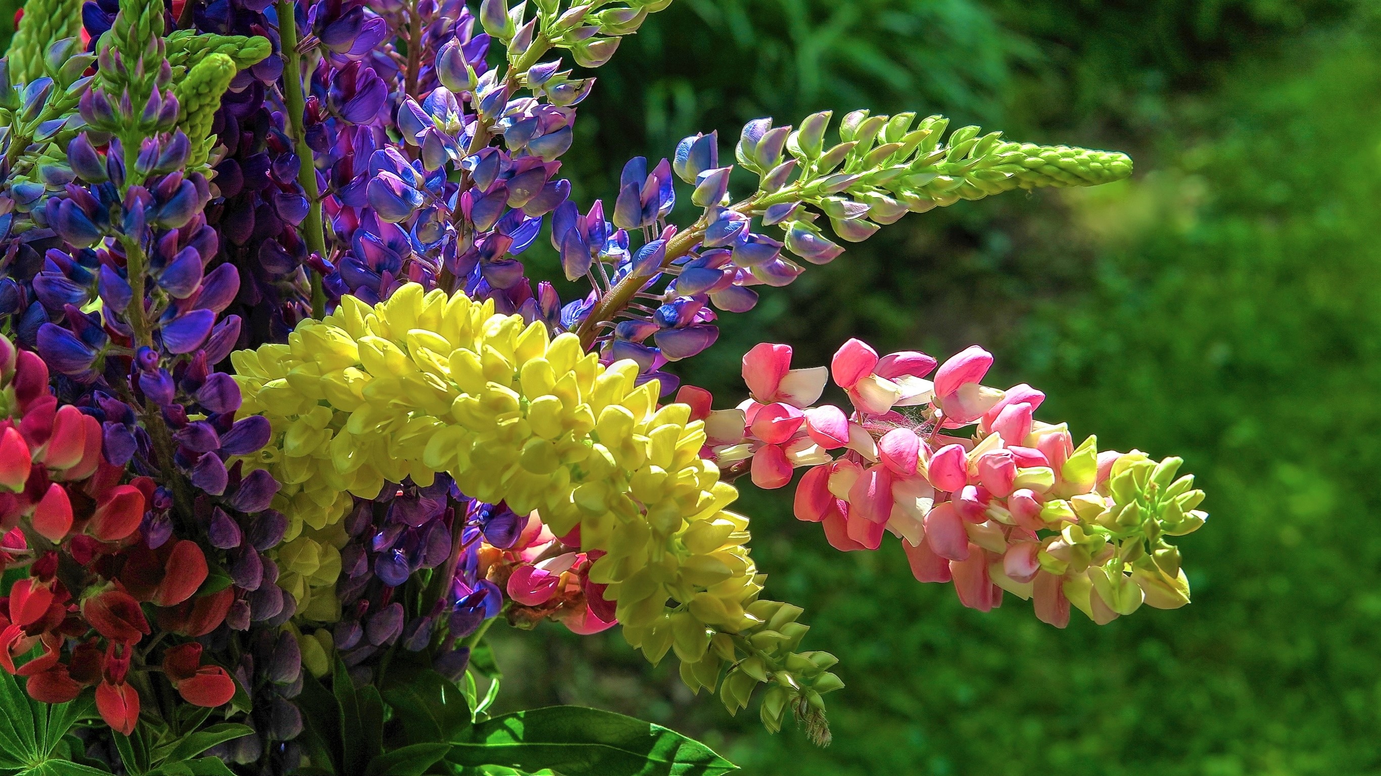 Téléchargez gratuitement l'image Fleur, Coloré, Lupin, Terre/nature sur le bureau de votre PC