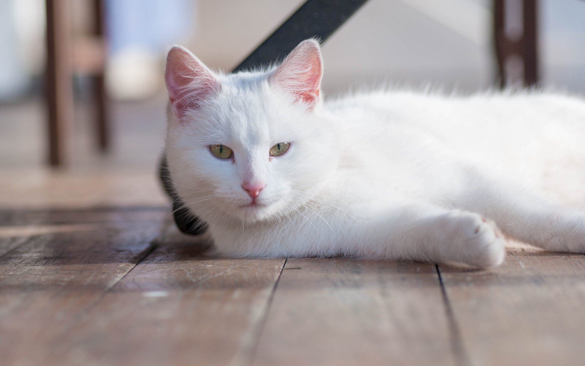 無料モバイル壁紙動物, ネコ, 猫をダウンロードします。