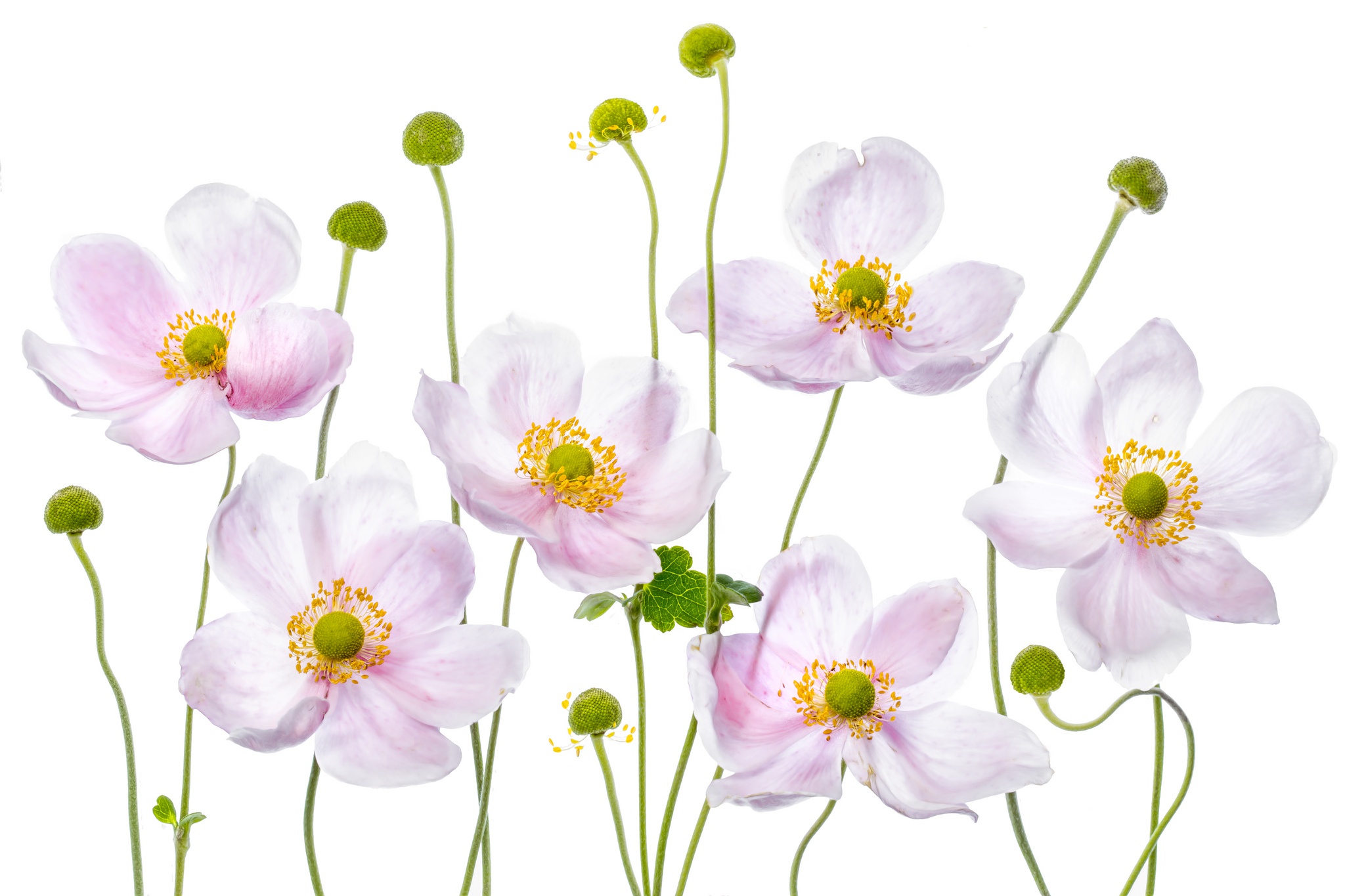 Download mobile wallpaper Flowers, Flower, Earth, Anemone, Pink Flower for free.