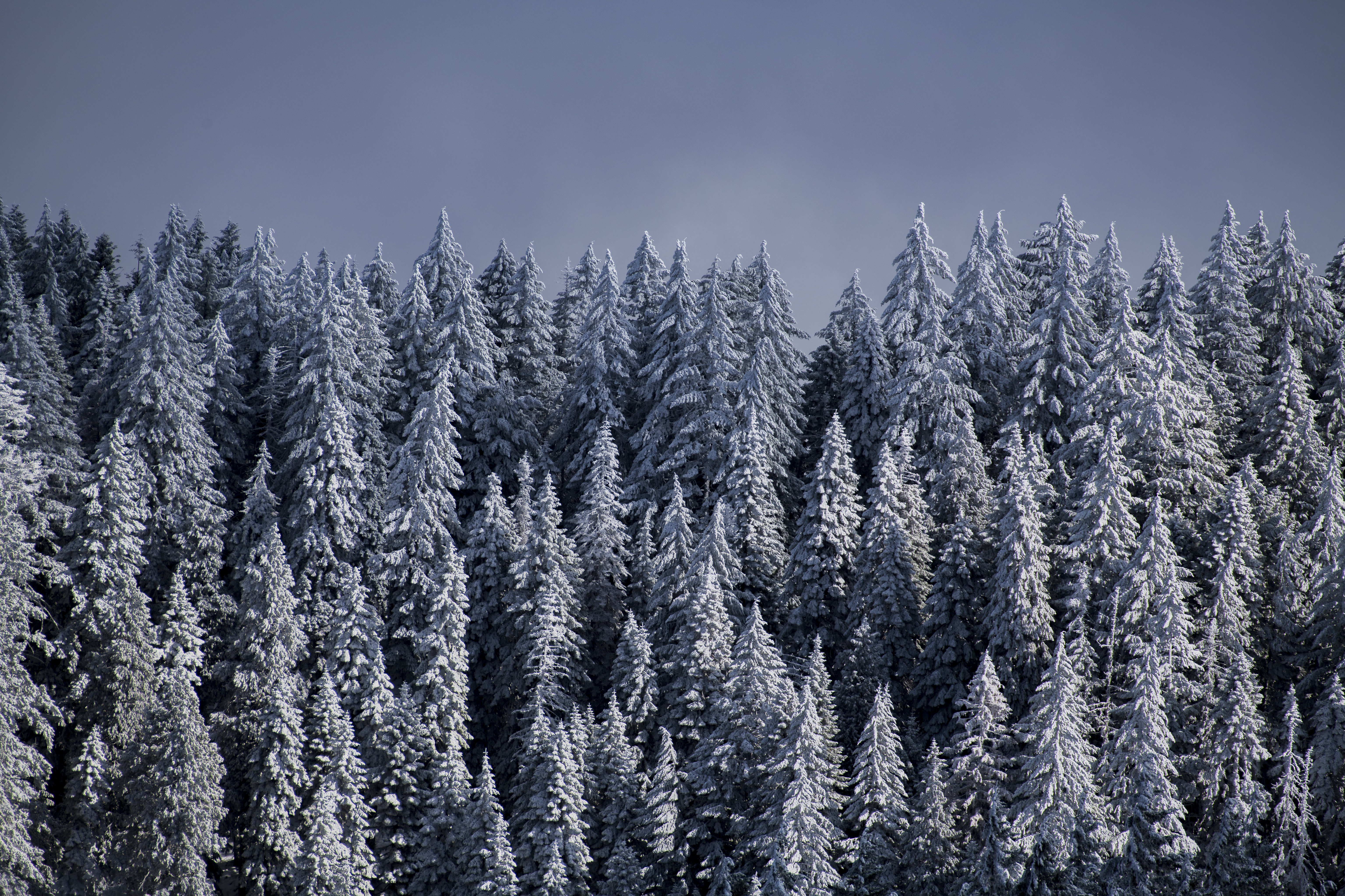 Скачати мобільні шпалери Дерева, Ліс, Їли, Природа, Сніг, Зима безкоштовно.