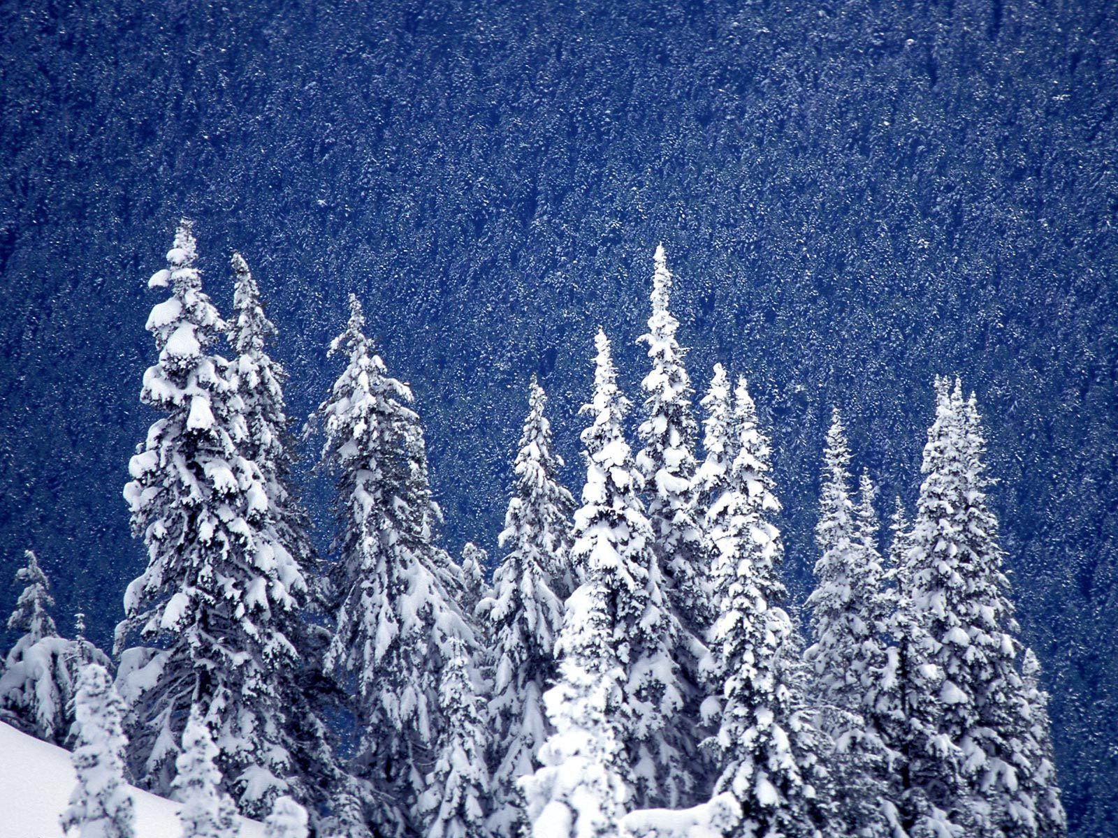 Téléchargez gratuitement l'image Hiver, Arbre, Terre/nature, Neiger sur le bureau de votre PC