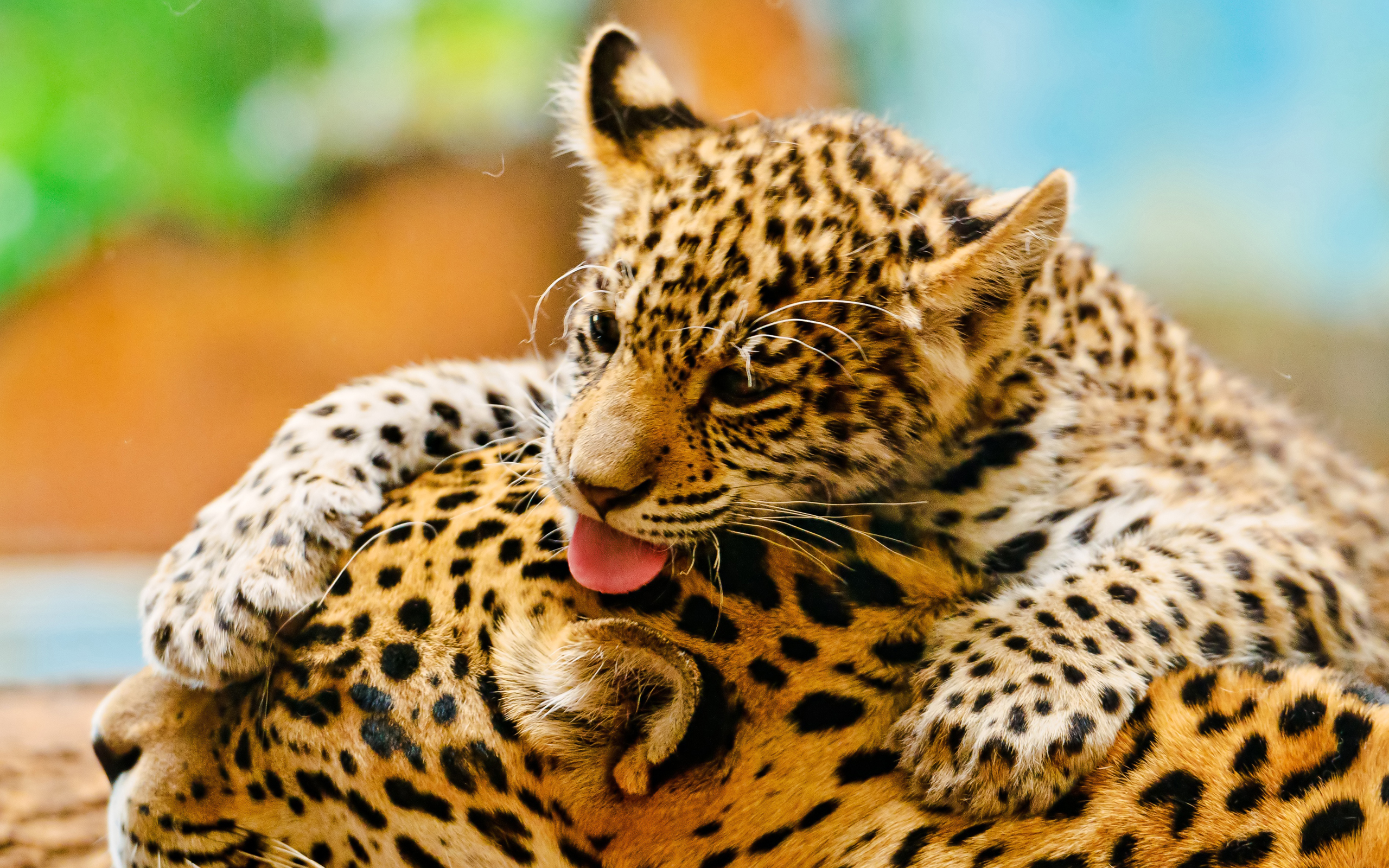 Скачать картинку Ягуар, Леопард, Животные, Кошки в телефон бесплатно.