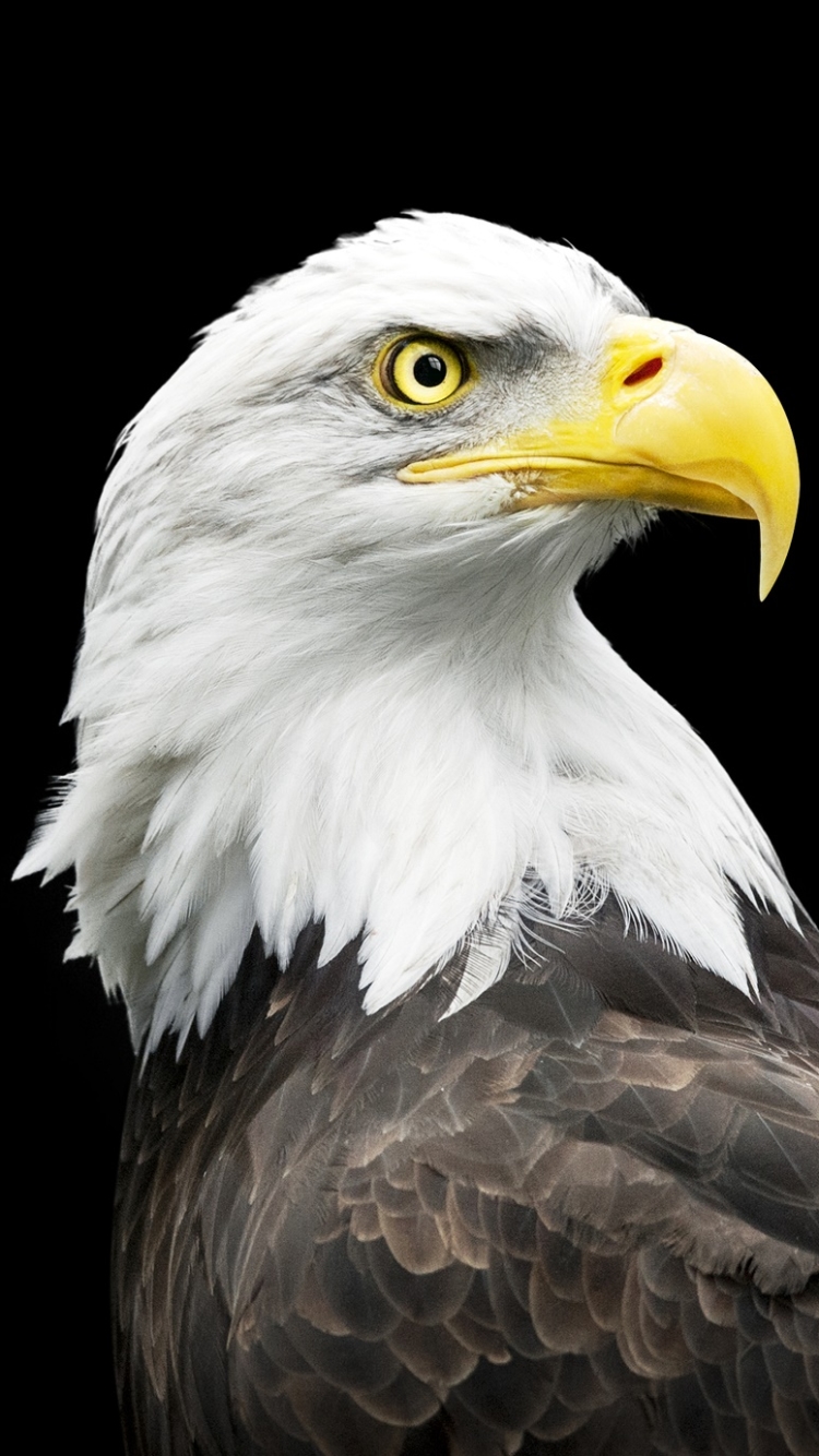 Download mobile wallpaper Birds, Bird, Animal, Bald Eagle for free.