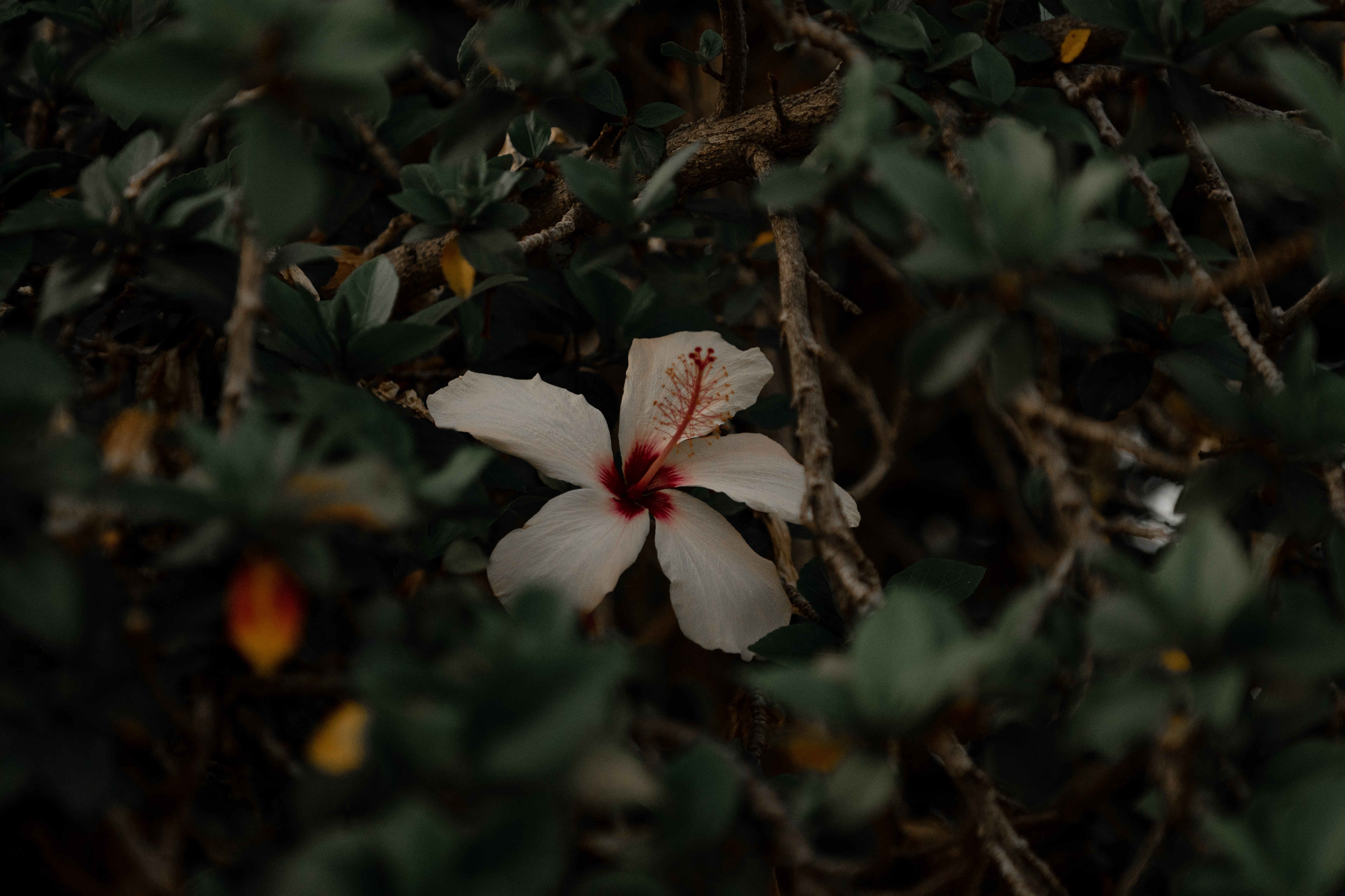 Download mobile wallpaper Branches, Leaves, Flowers, Flower, Hibiscus for free.