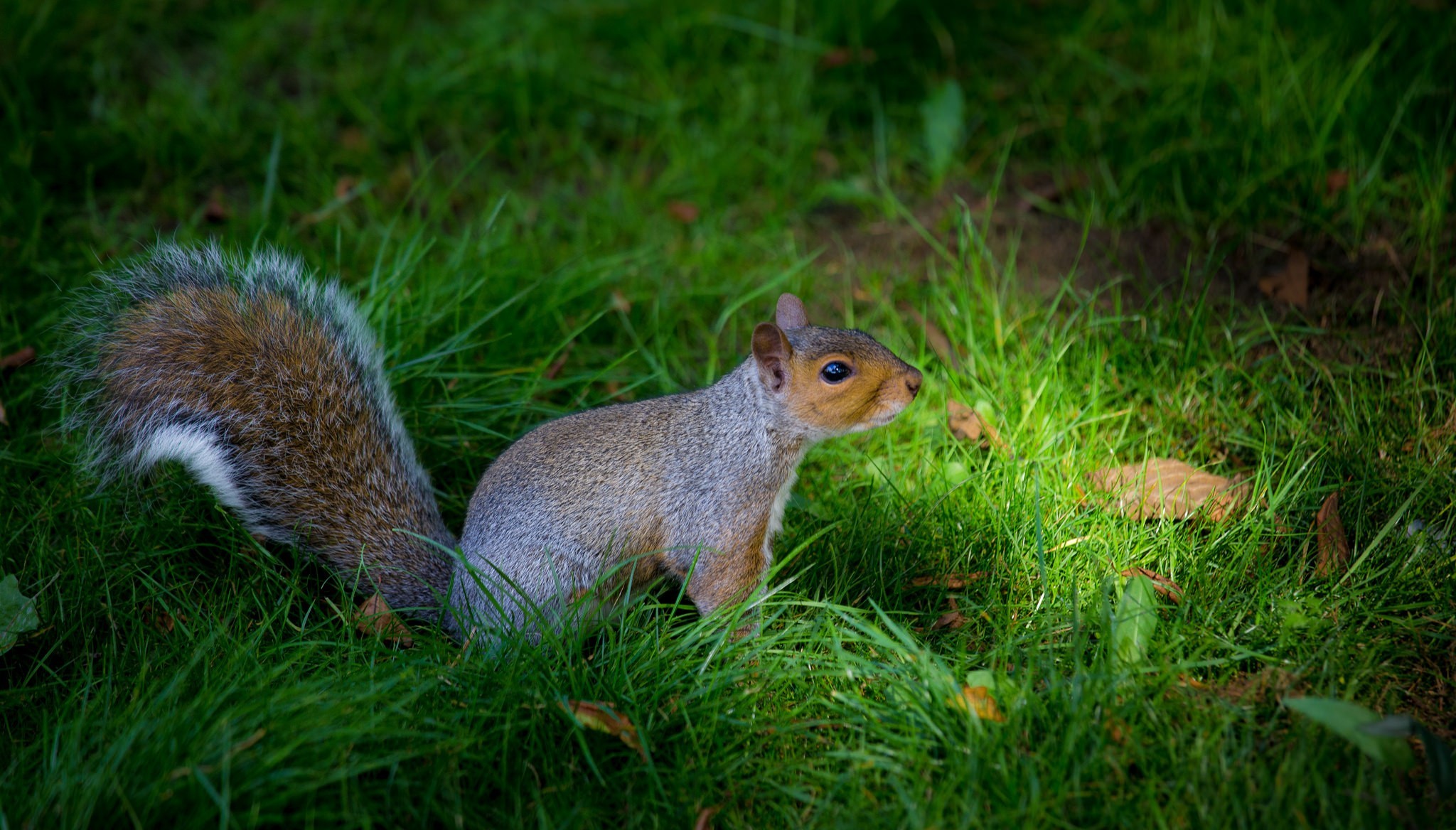 Download mobile wallpaper Squirrel, Grass, Leaf, Animal for free.