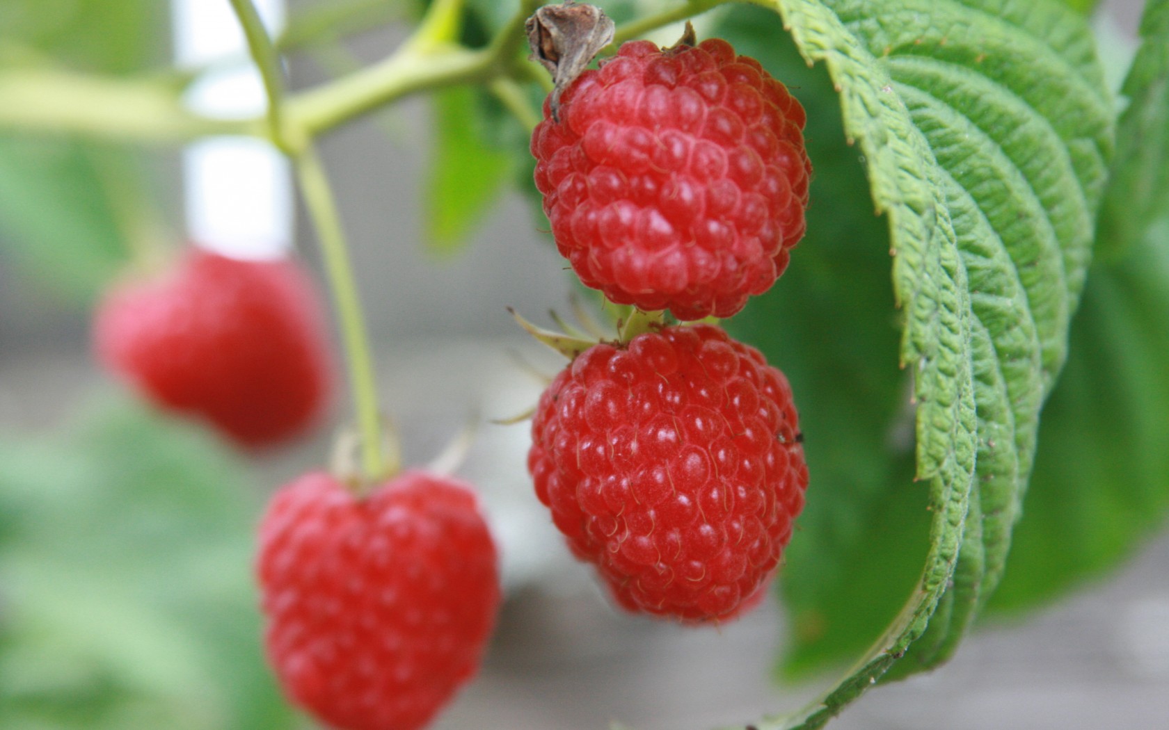 Free download wallpaper Raspberry, Fruits, Food on your PC desktop