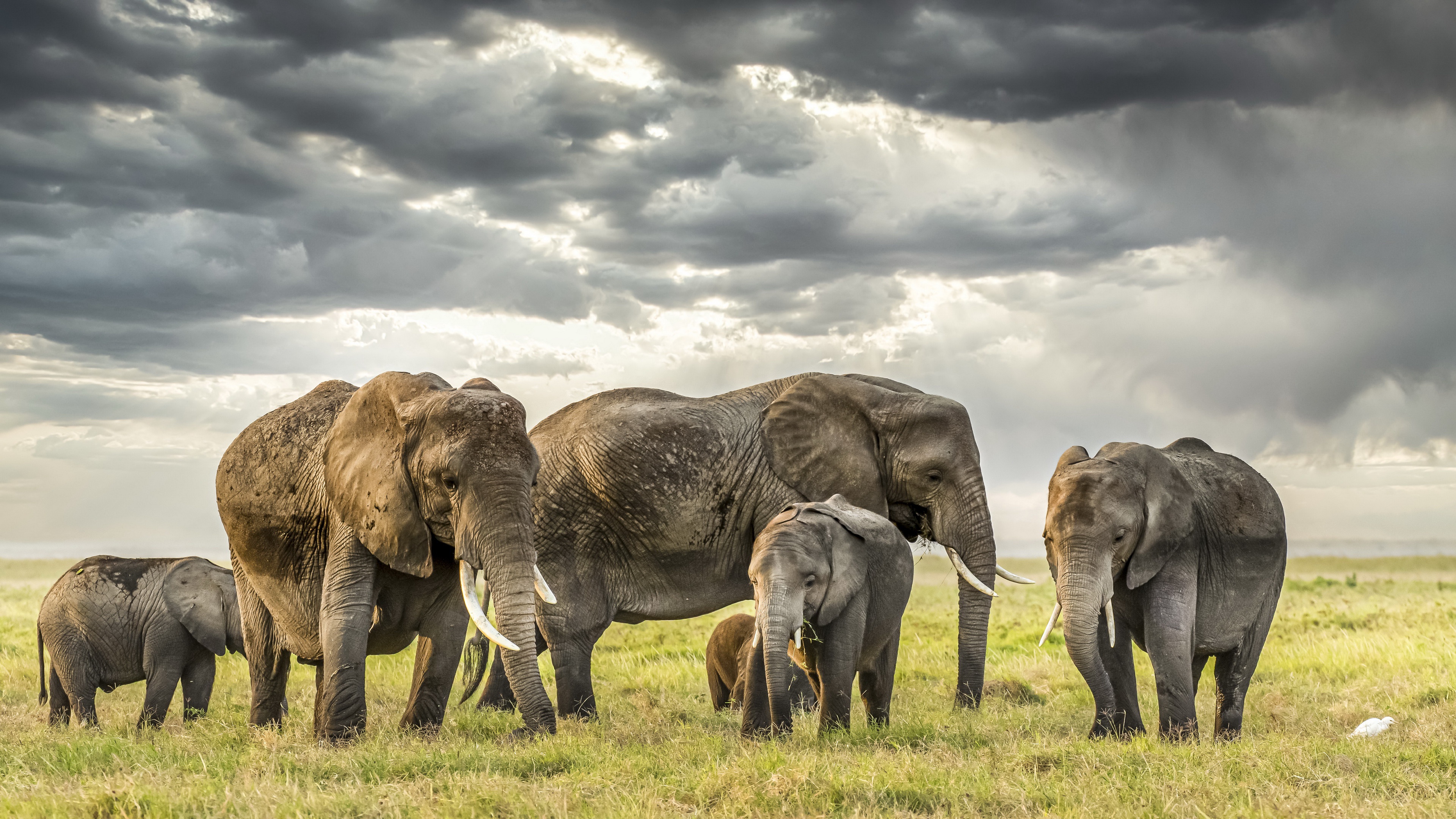 Скачать обои бесплатно Животные, Слоны, Африканский Слон, Детеныш Животного картинка на рабочий стол ПК