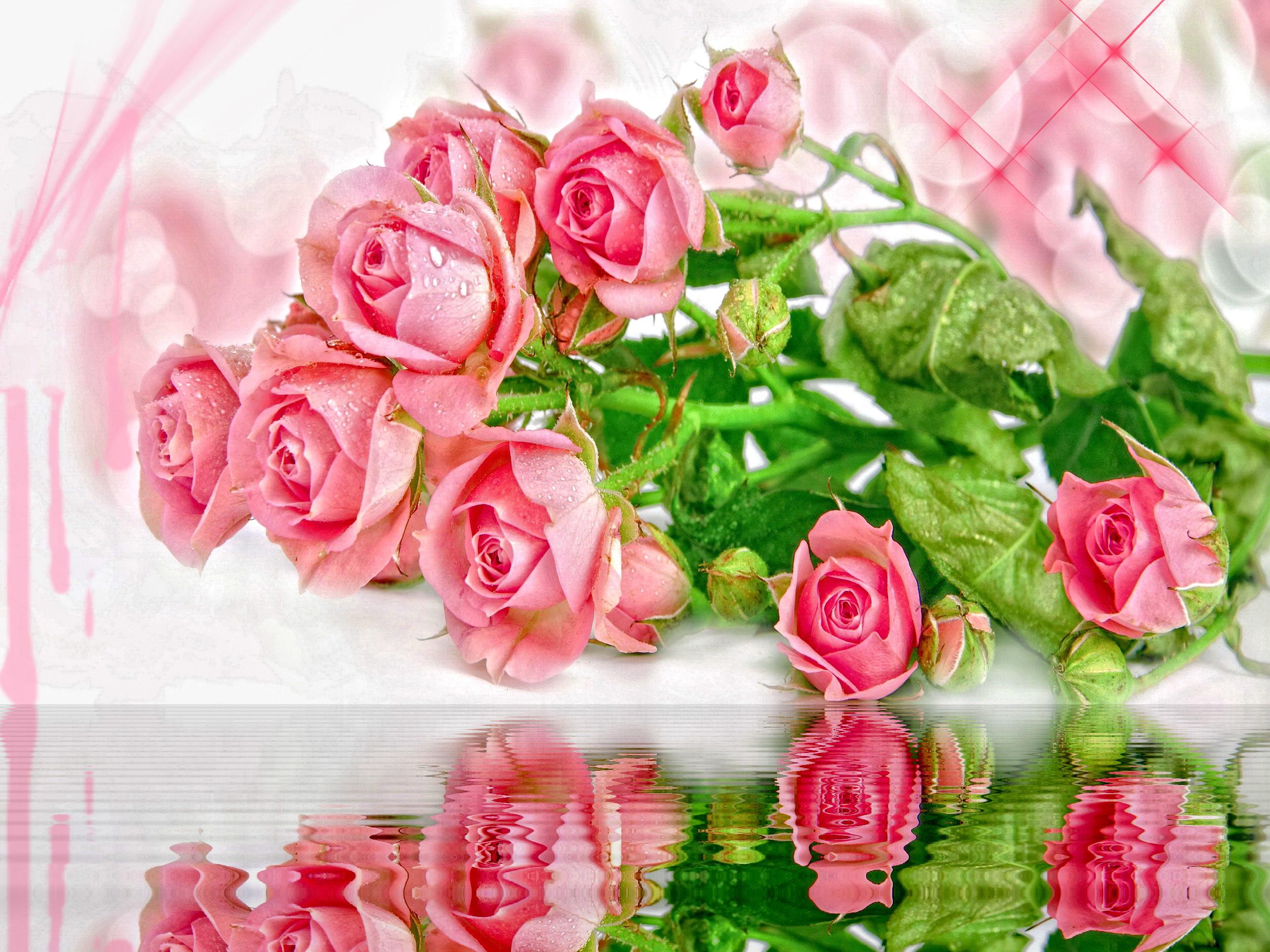 Laden Sie das Wasser, Rose, Künstlerisch, Spiegelung, Pinke Blume-Bild kostenlos auf Ihren PC-Desktop herunter