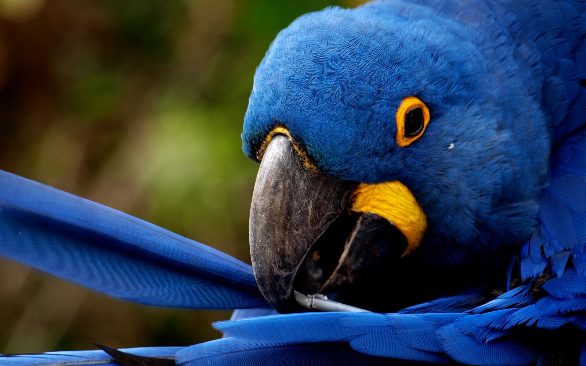 Download mobile wallpaper Animal, Hyacinth Macaw for free.