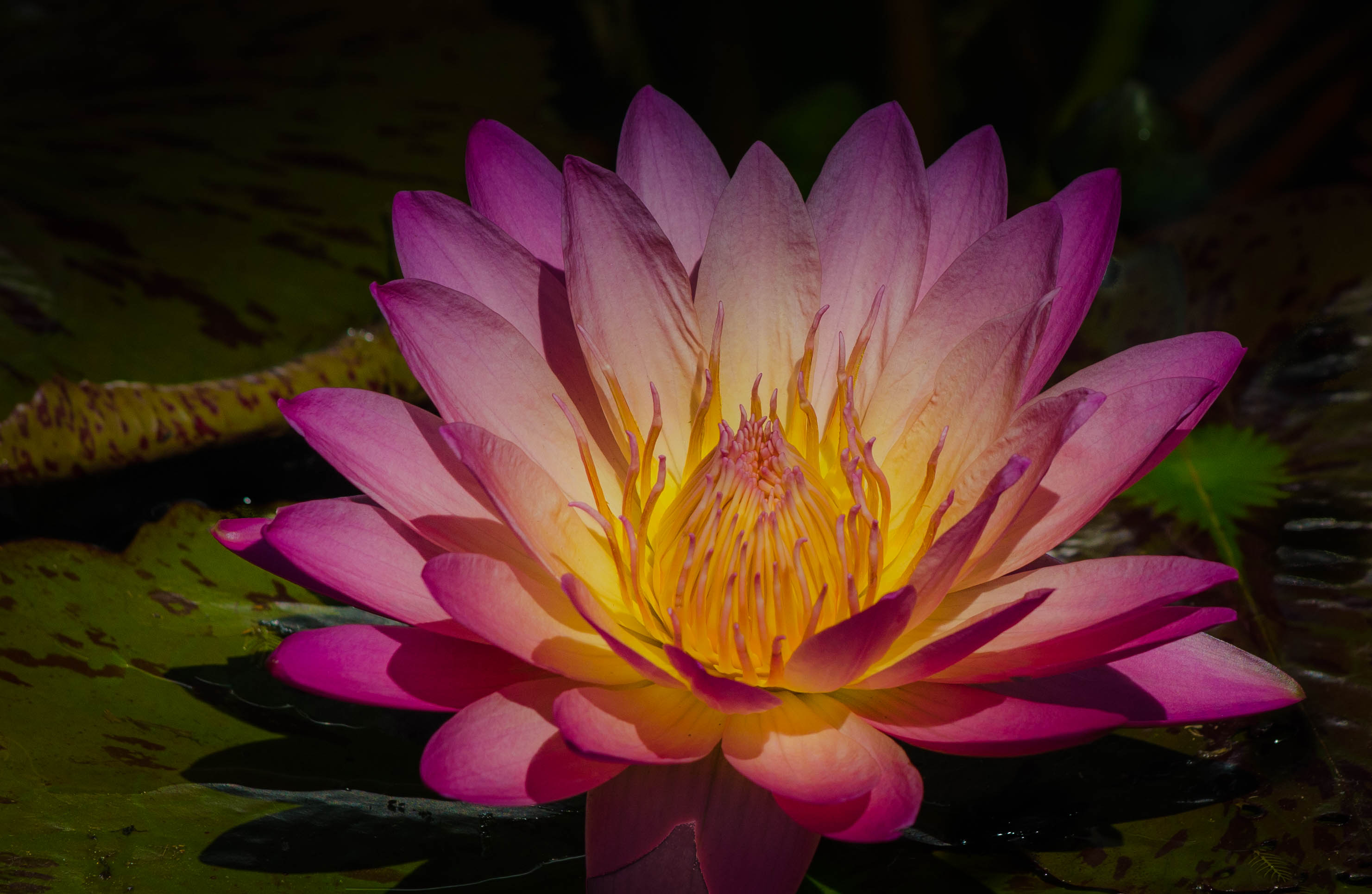 Download mobile wallpaper Flowers, Flower, Earth, Water Lily, Pink Flower, Lily Pad for free.