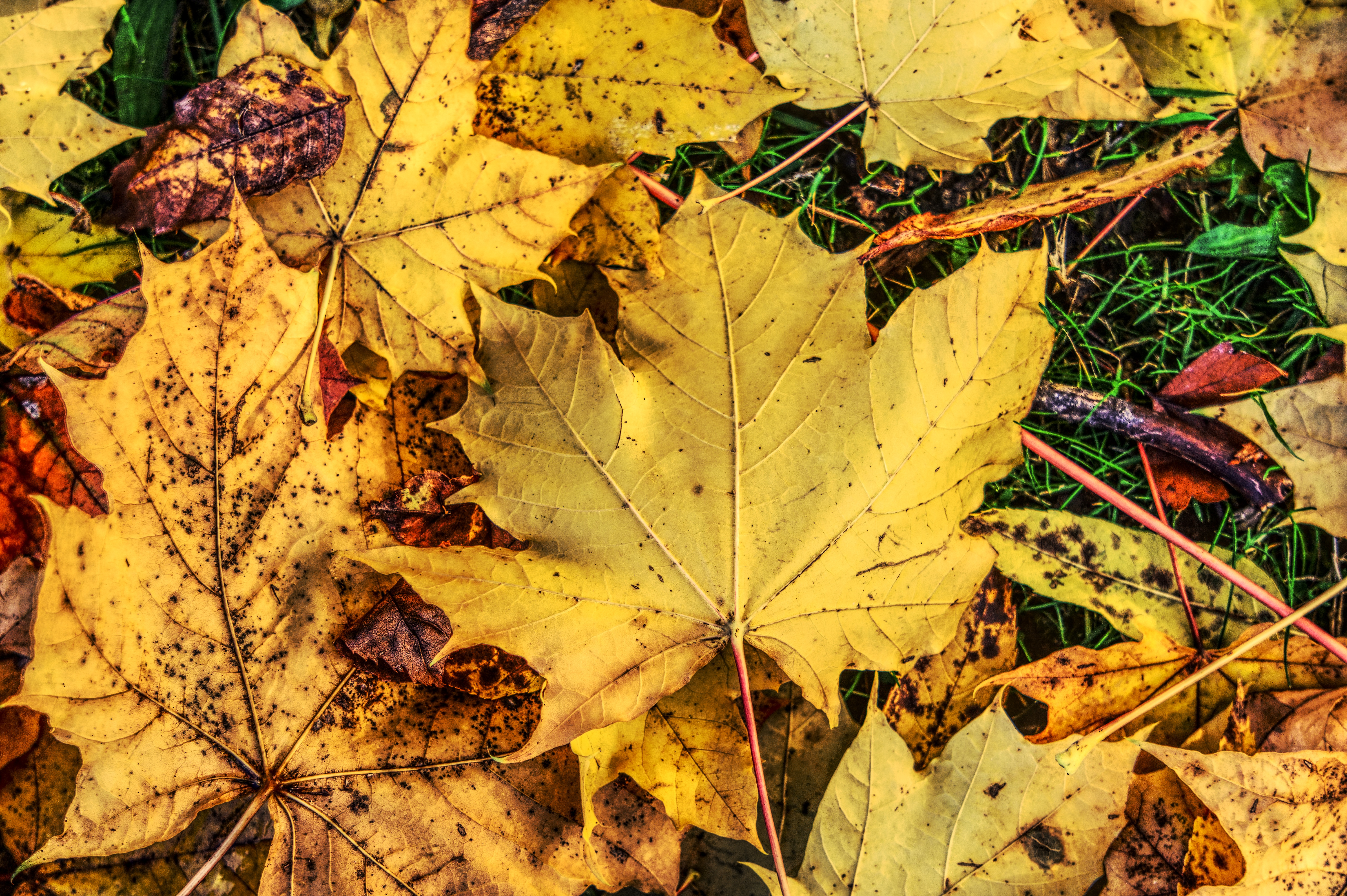 Laden Sie das Ahorn, Gefallen, Natur, Laub, Herbst-Bild kostenlos auf Ihren PC-Desktop herunter