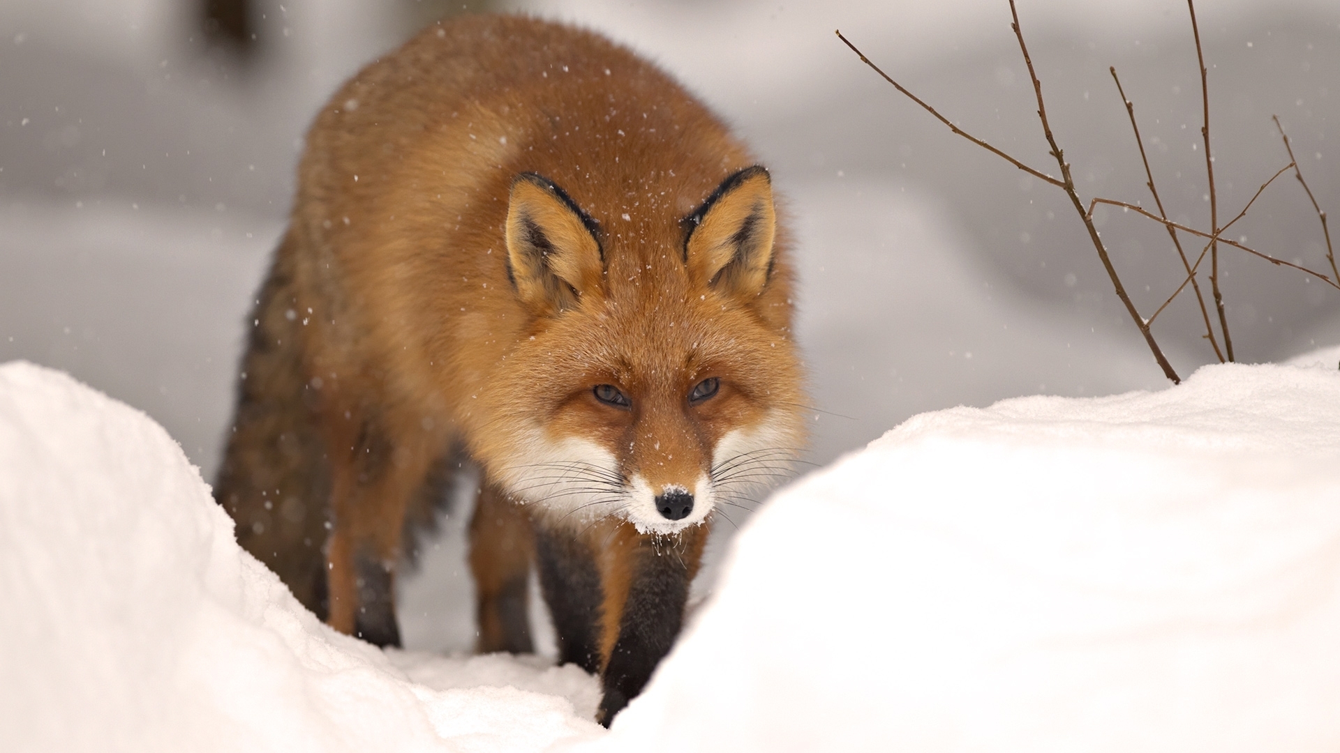 47288 Bild herunterladen tiere, fox, orange - Hintergrundbilder und Bildschirmschoner kostenlos