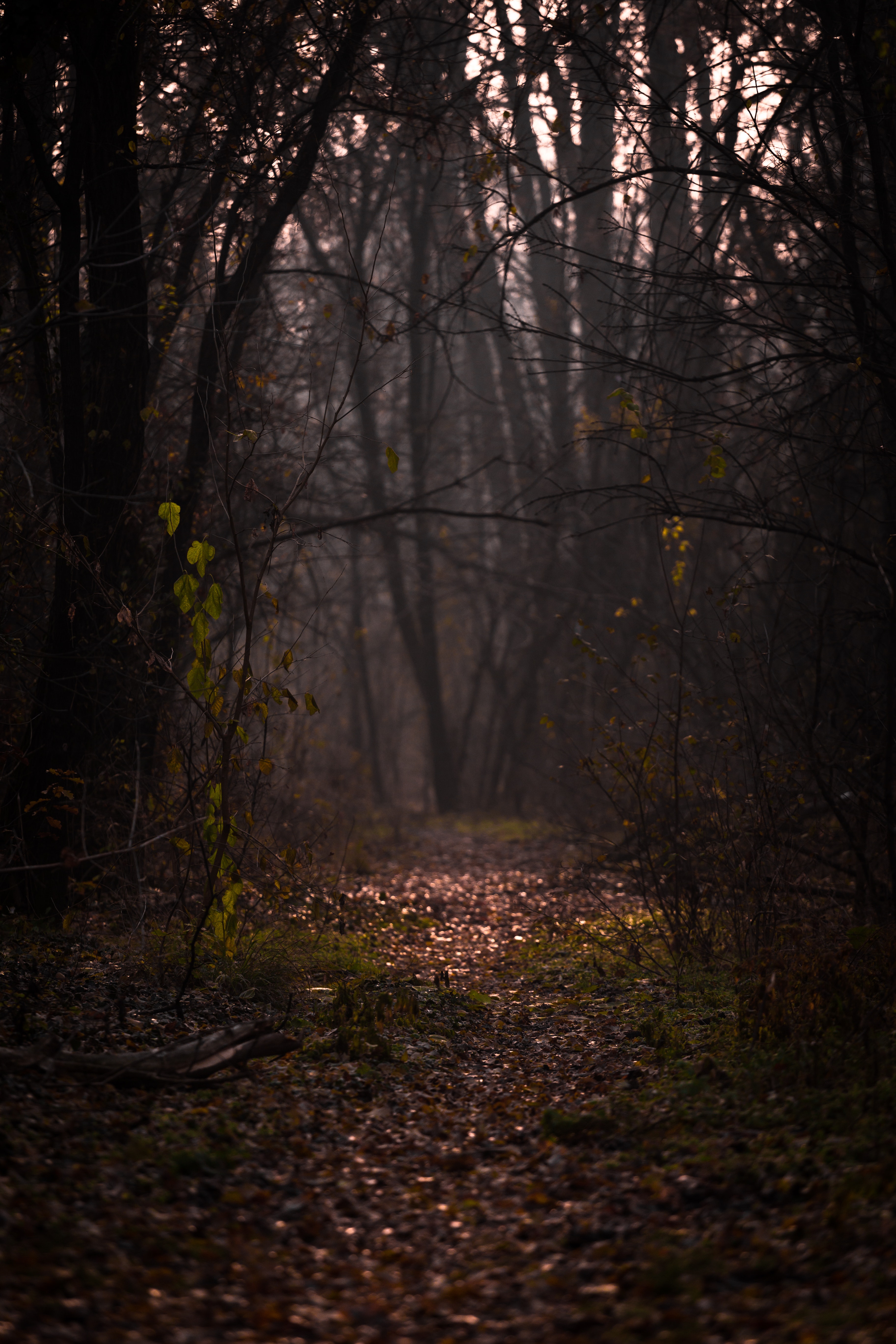 autumn, nature, forest, fog, branches, path, foliage