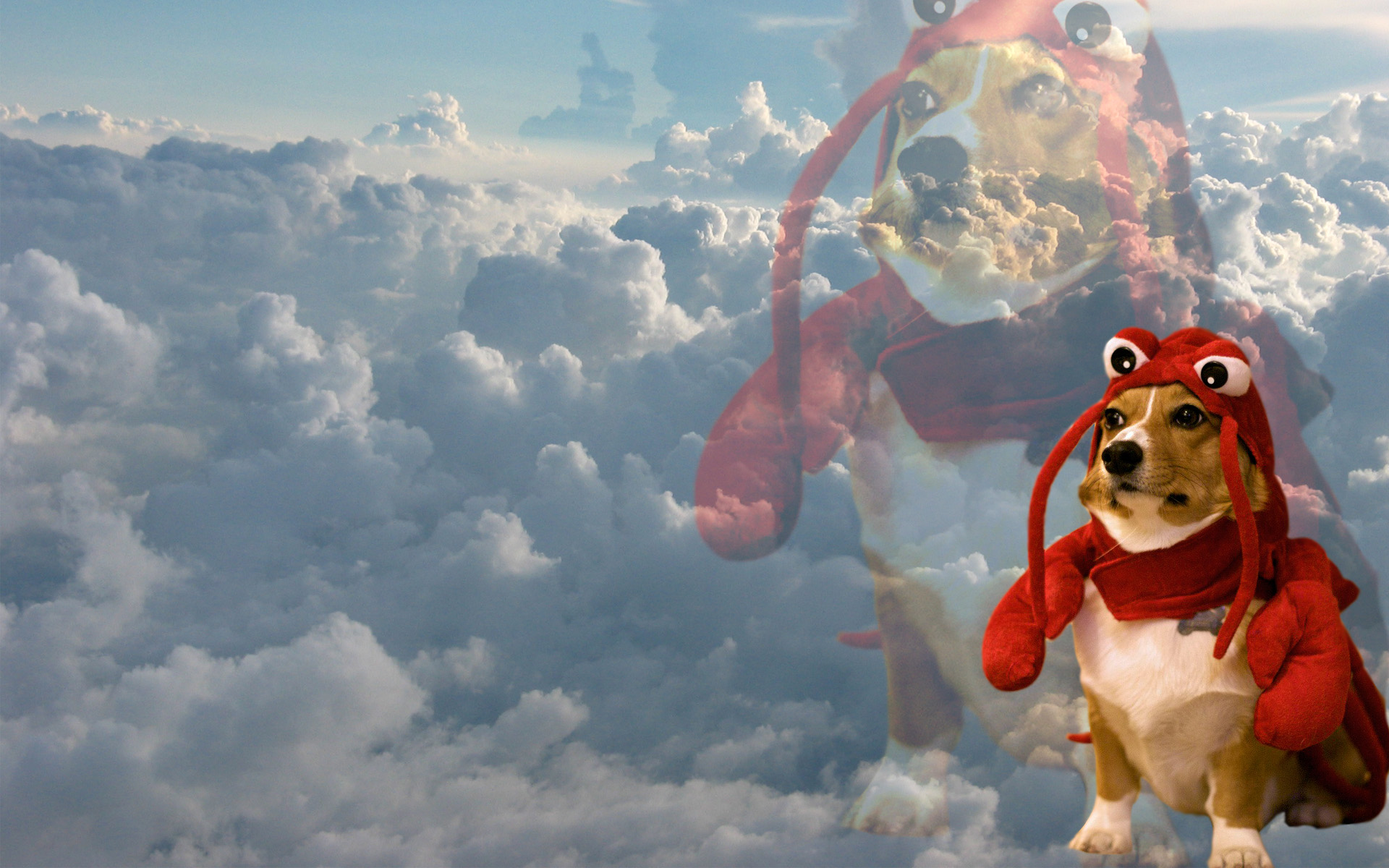 Download mobile wallpaper Sky, Dog, Animal, Cloud, Humor, Crab Suit for free.