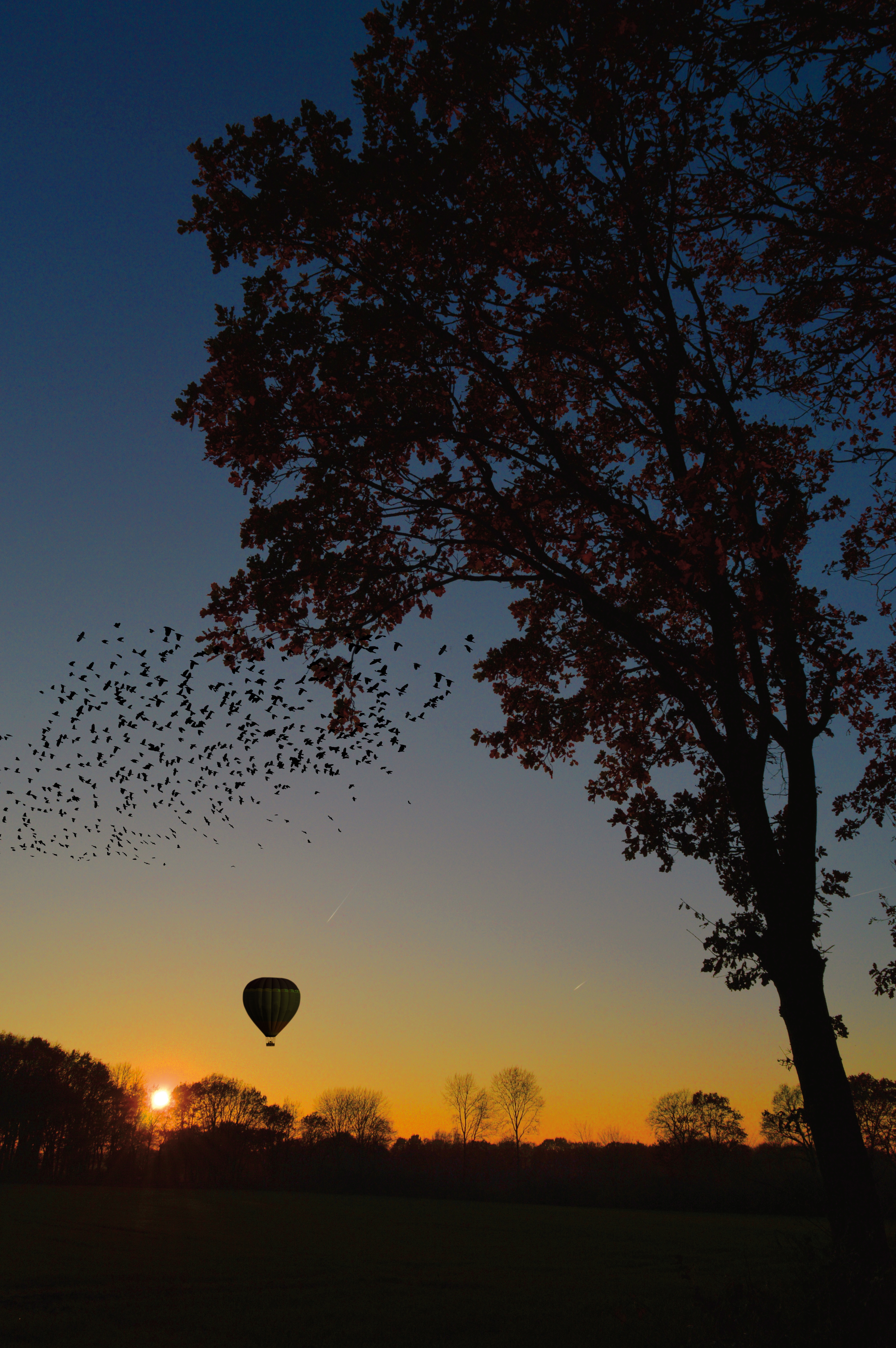 141272 скачать обои воздушный шар, листва, закат, аэростат, природа, горизонт, дерево - заставки и картинки бесплатно