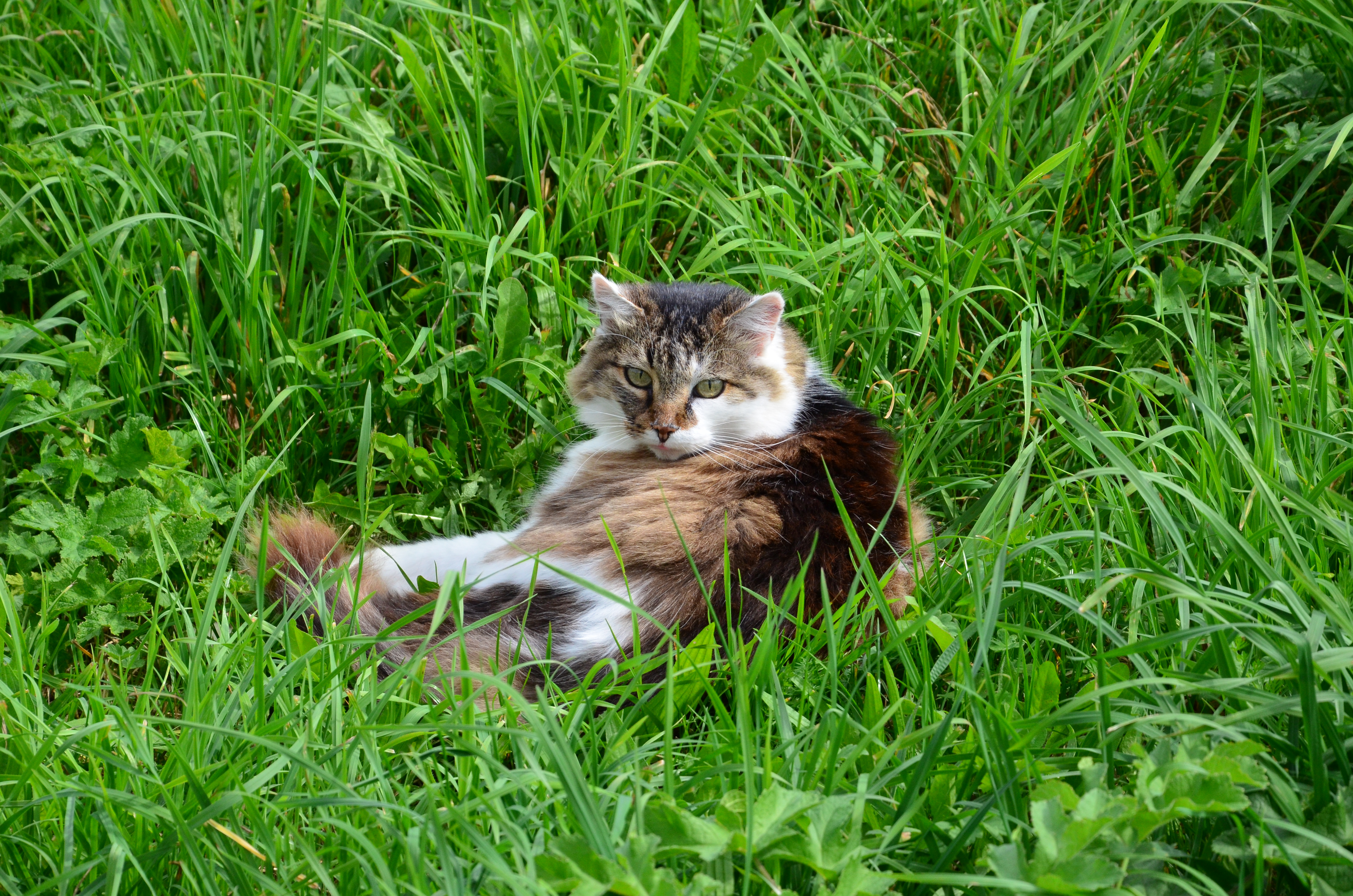 Handy-Wallpaper Katze, Katzen, Tiere kostenlos herunterladen.