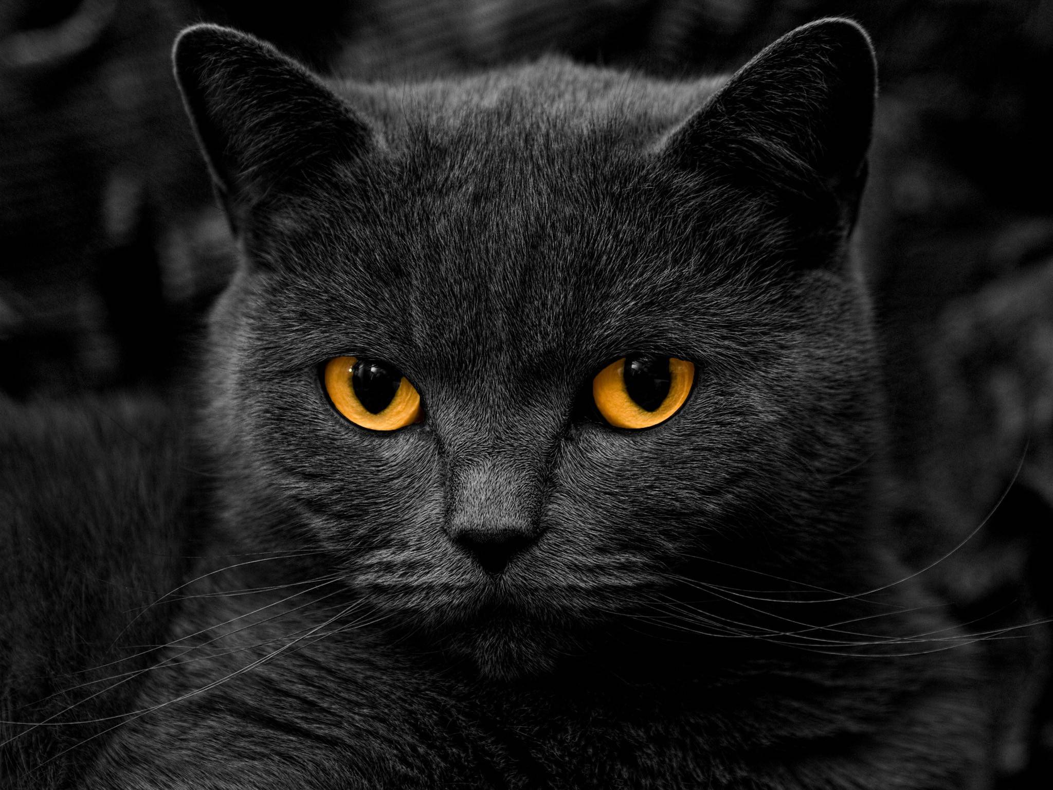 Descarga gratuita de fondo de pantalla para móvil de Animales, Gatos, Gato.