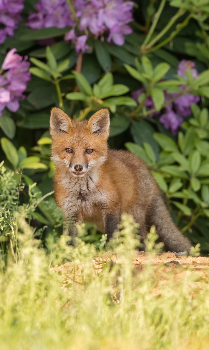 Handy-Wallpaper Tiere, Fuchs kostenlos herunterladen.