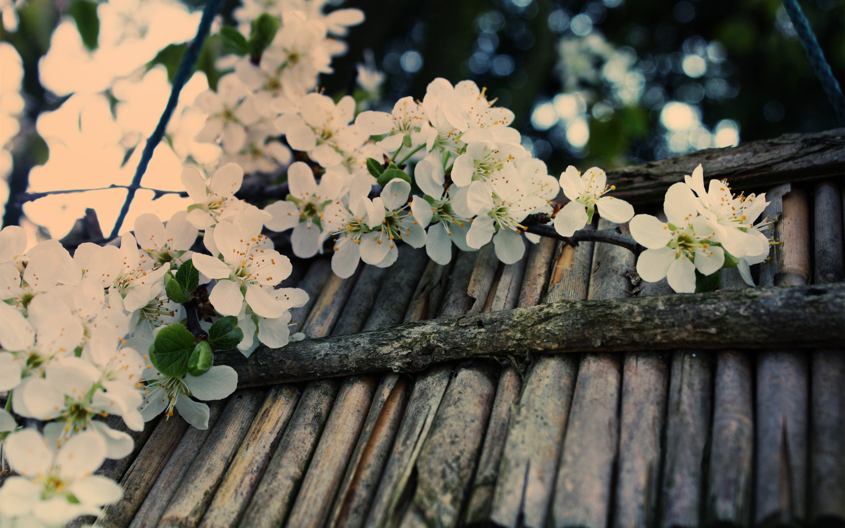 Handy-Wallpaper Blüte, Blumen, Blume, Erde/natur kostenlos herunterladen.