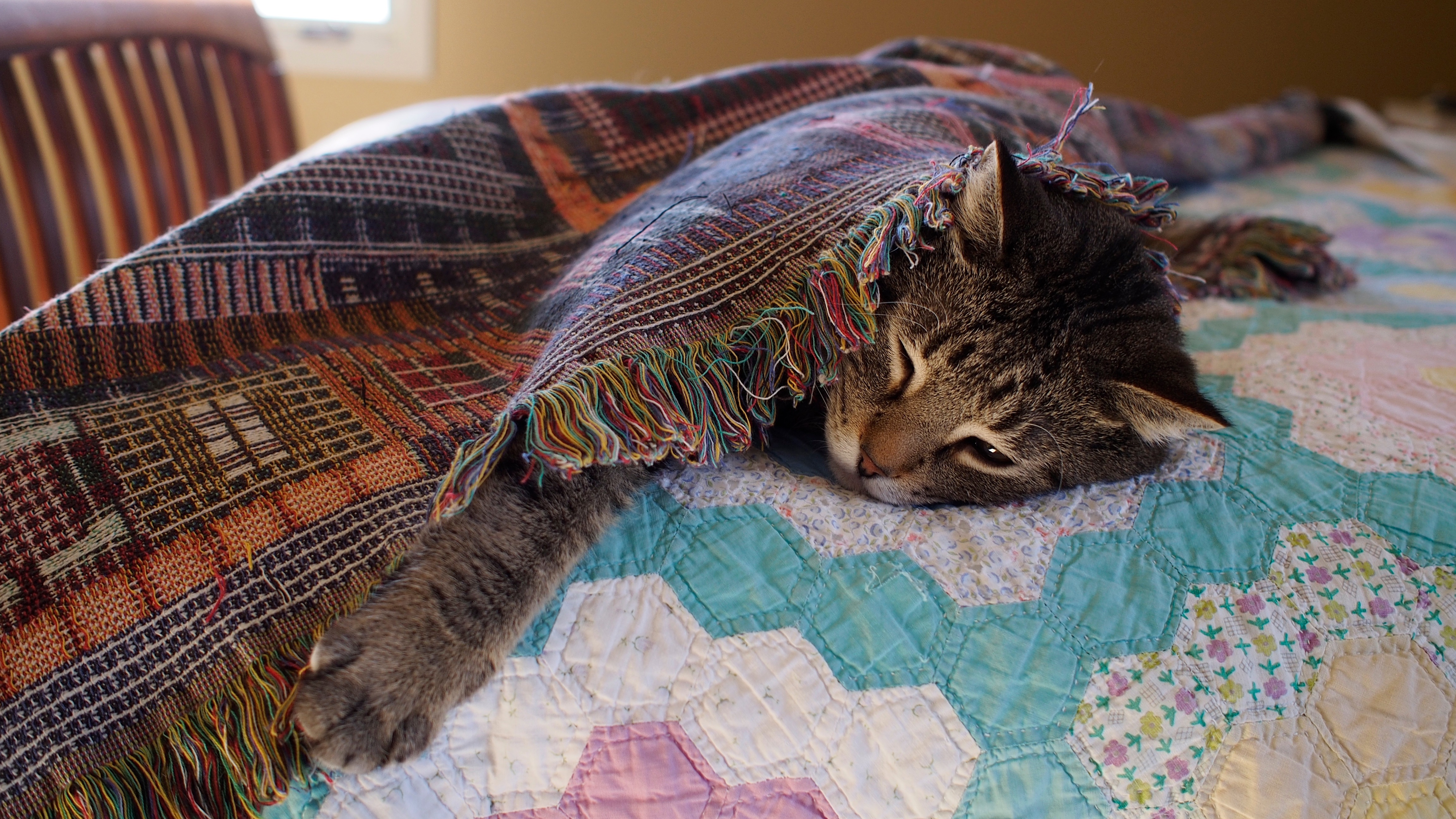 無料モバイル壁紙動物, ネコ, 猫, 睡眠をダウンロードします。