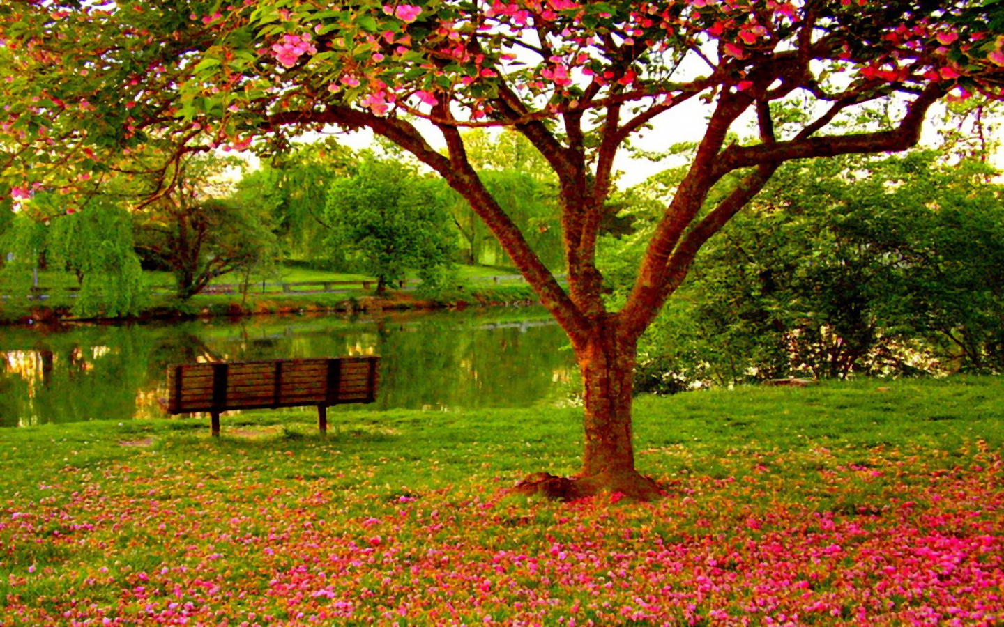 Free download wallpaper Park, Tree, Bench, Spring, Blossom, Man Made on your PC desktop
