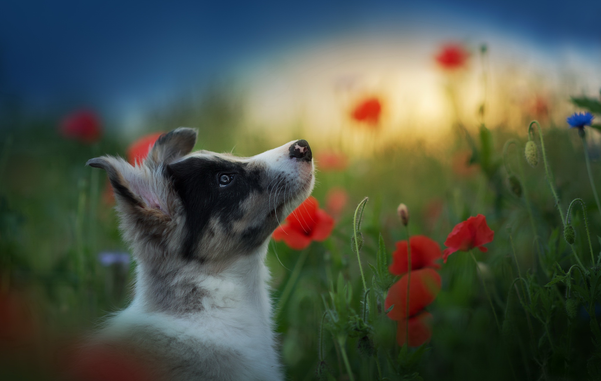 Free download wallpaper Dogs, Dog, Animal, Puppy, Profile, Poppy on your PC desktop