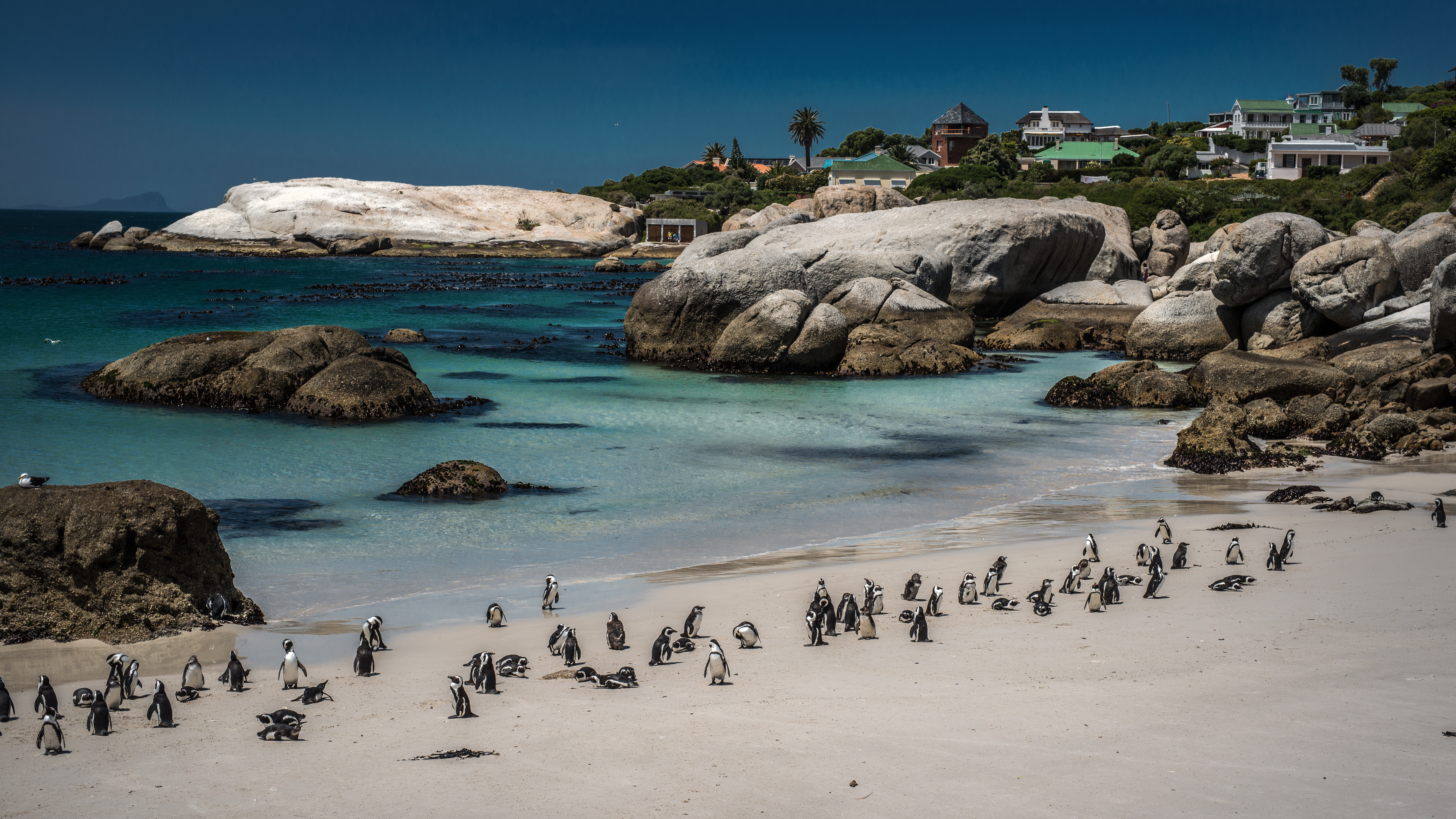 1523372 завантажити шпалери фотографія, пляжний, валун, кейптаун, узбережжі, пінгвін, південна африка - заставки і картинки безкоштовно