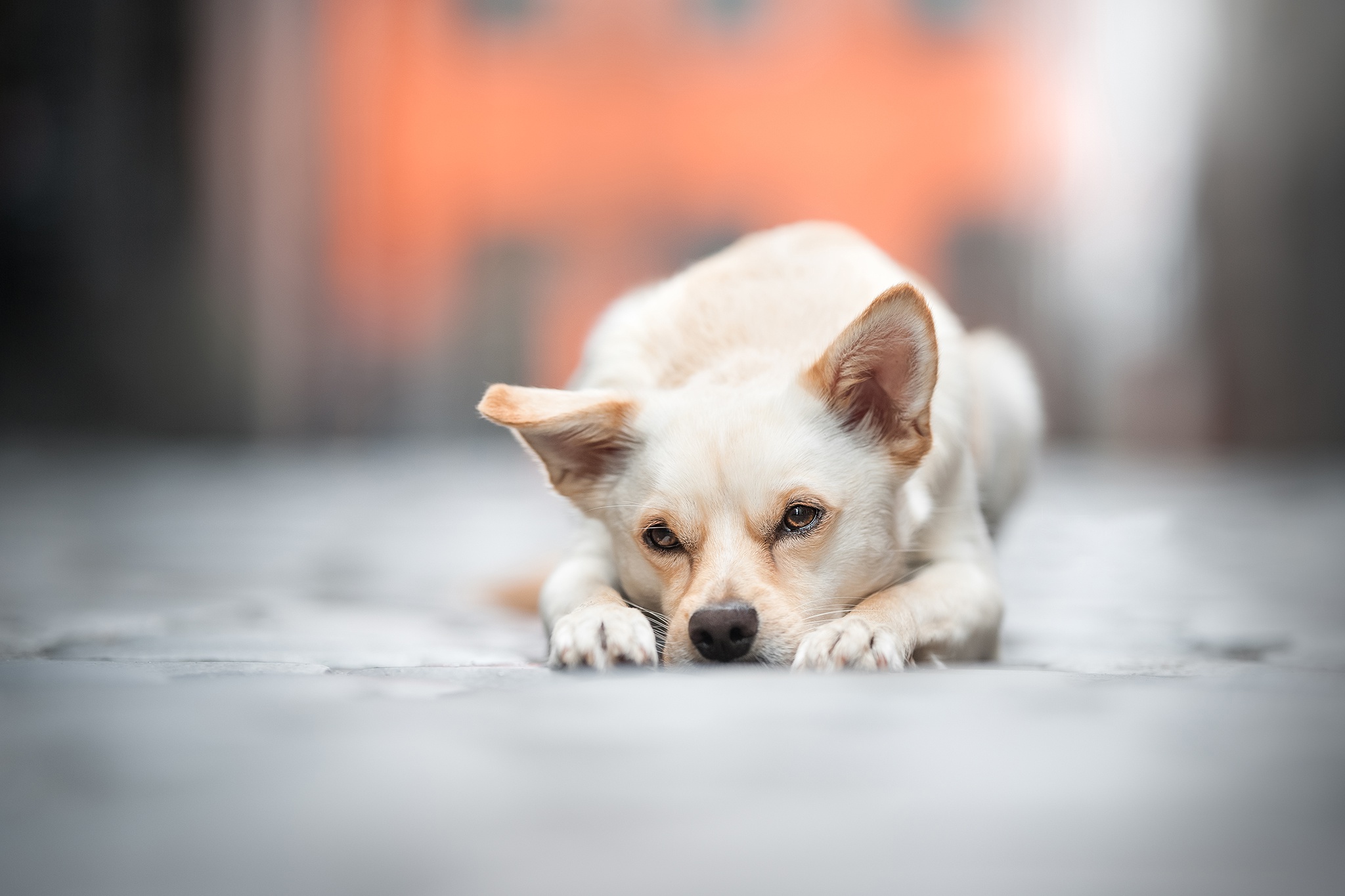 無料モバイル壁紙動物, 犬, 被写界深度をダウンロードします。