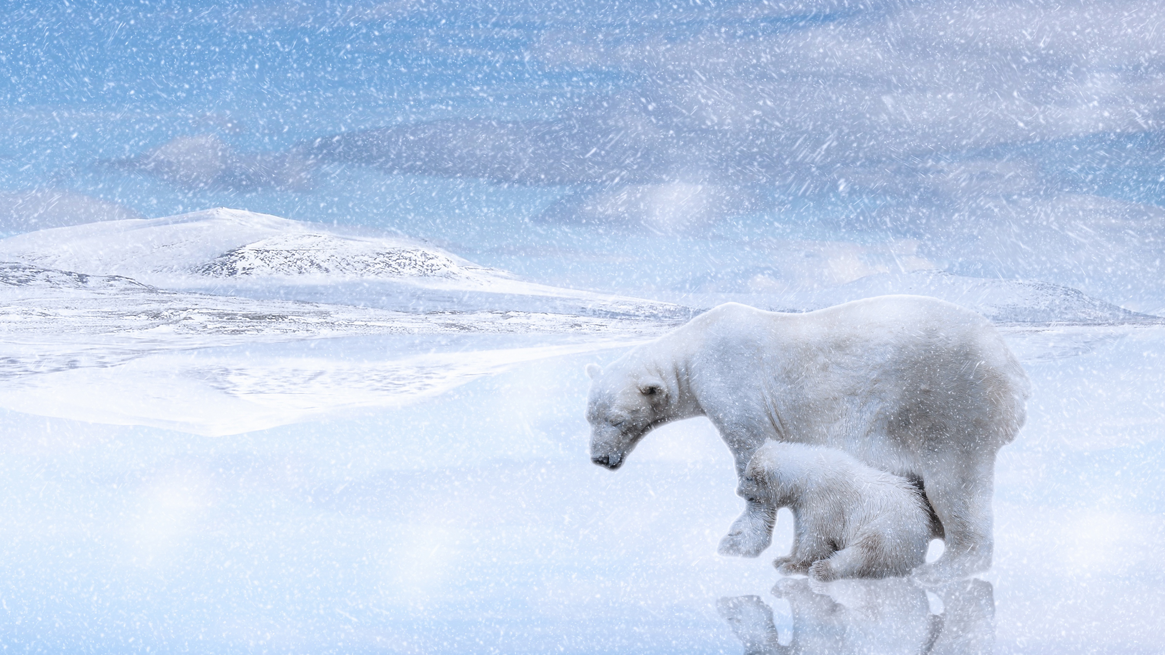 Скачать обои бесплатно Животные, Зима, Снег, Медведи, Медведь, Полярный Медведь картинка на рабочий стол ПК