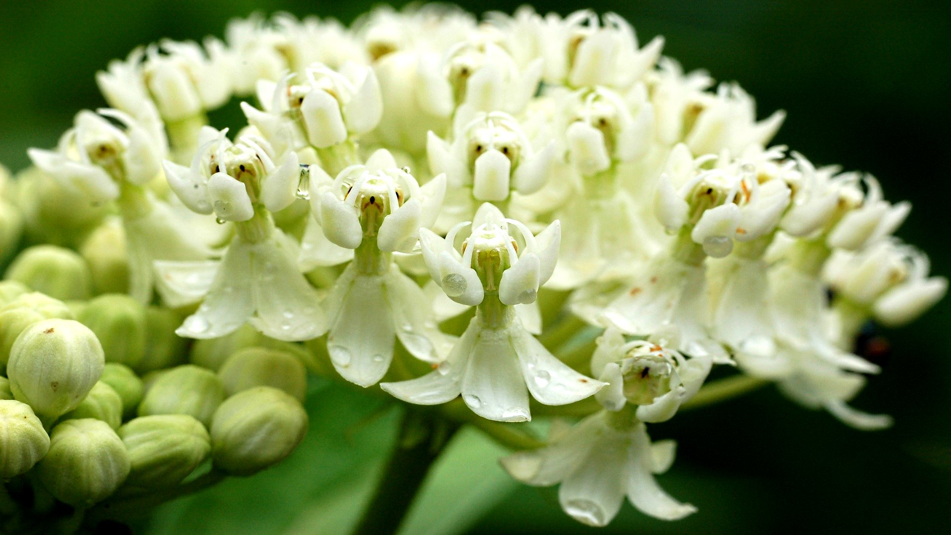 Téléchargez gratuitement l'image Fleurs, Fleur, Terre/nature sur le bureau de votre PC