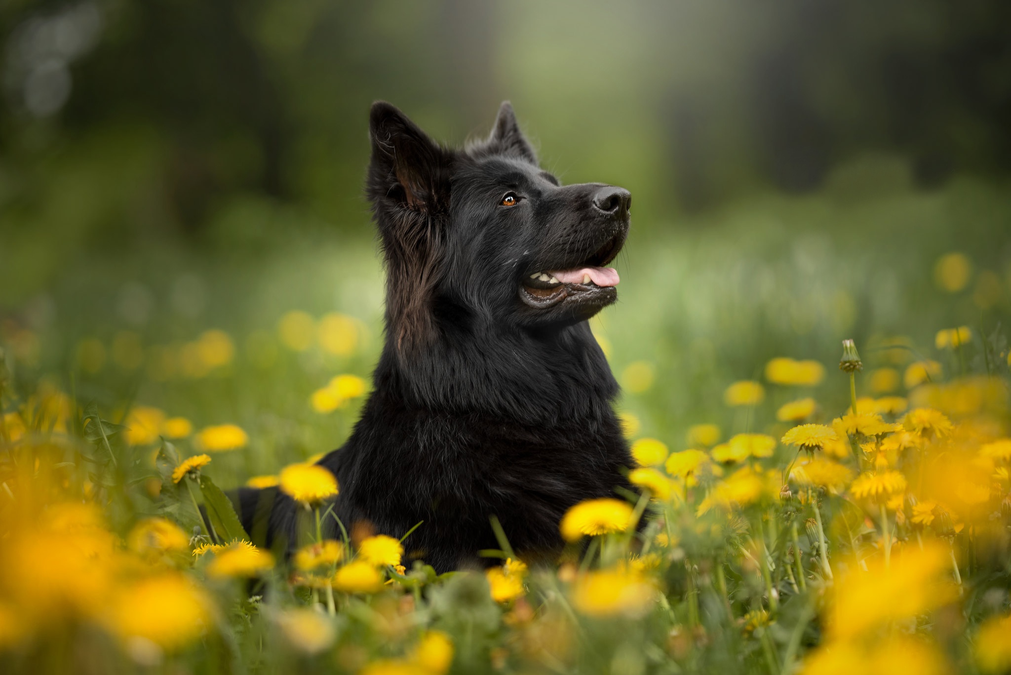 Free download wallpaper Dogs, Dog, Animal, Dandelion, German Shepherd on your PC desktop