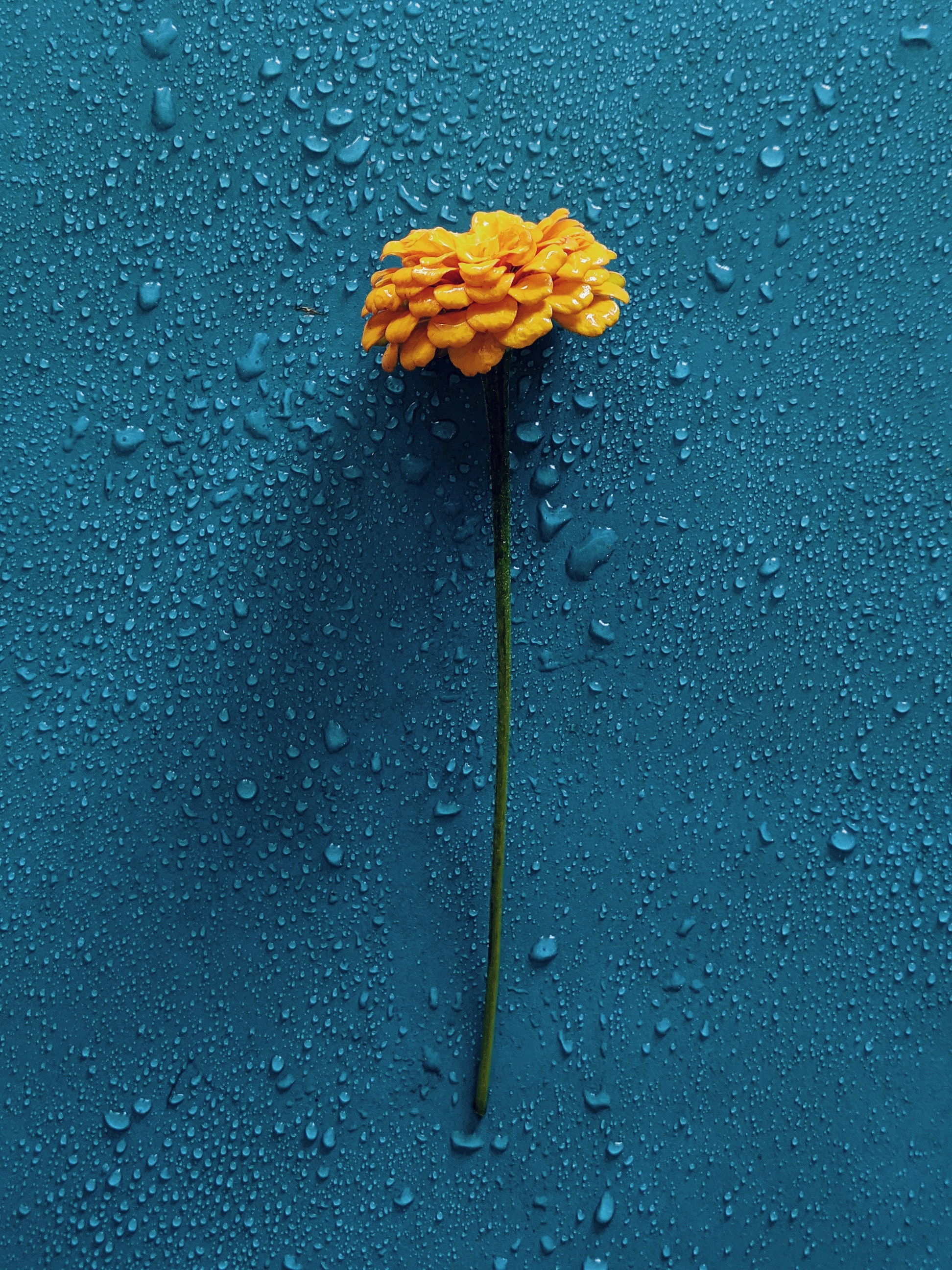 flower, water, drops, flowers, gerbera HD wallpaper