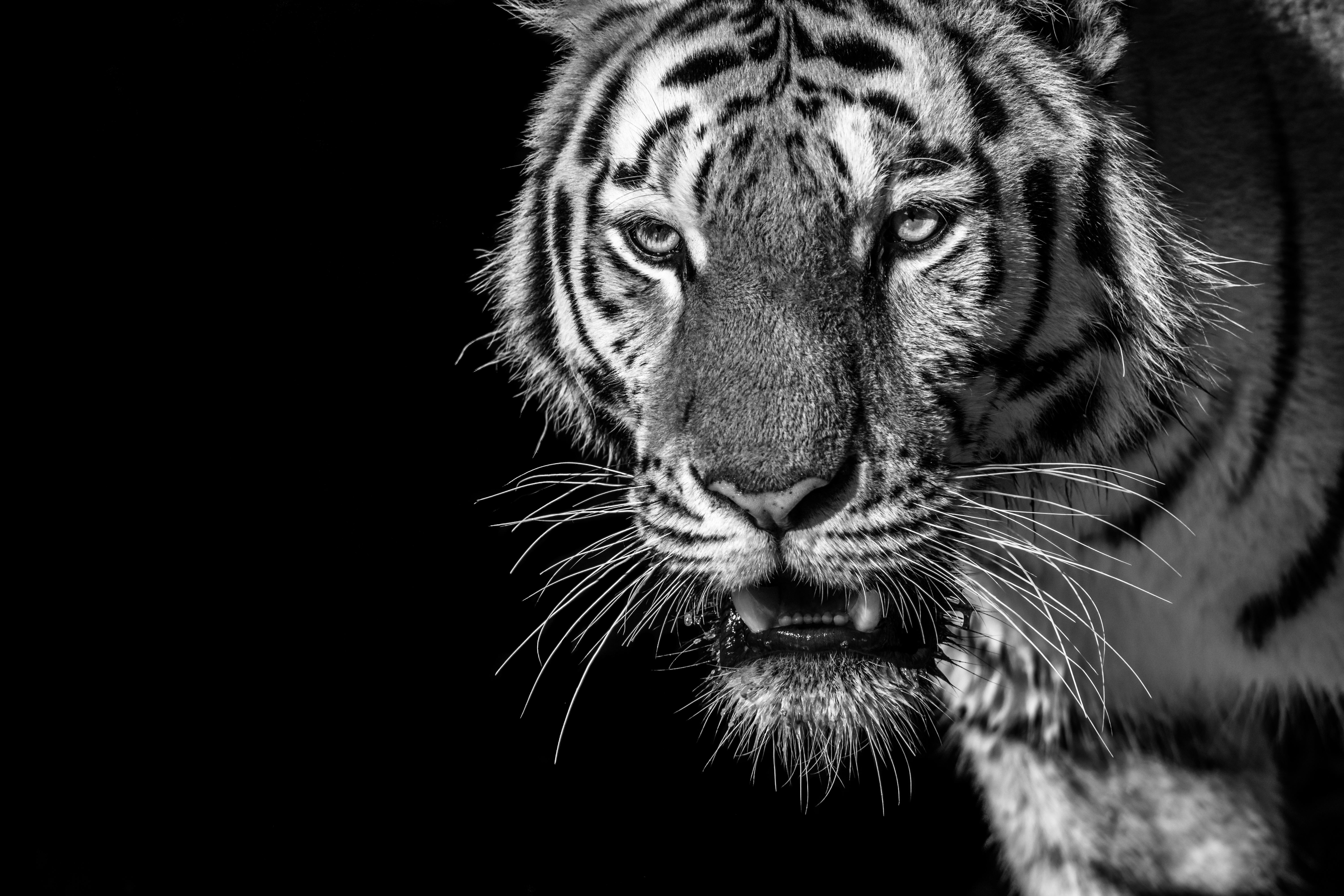 122477 скачать картинку тигр, животные, хищник, чб, полосатый, дикий, смотрит - обои и заставки бесплатно