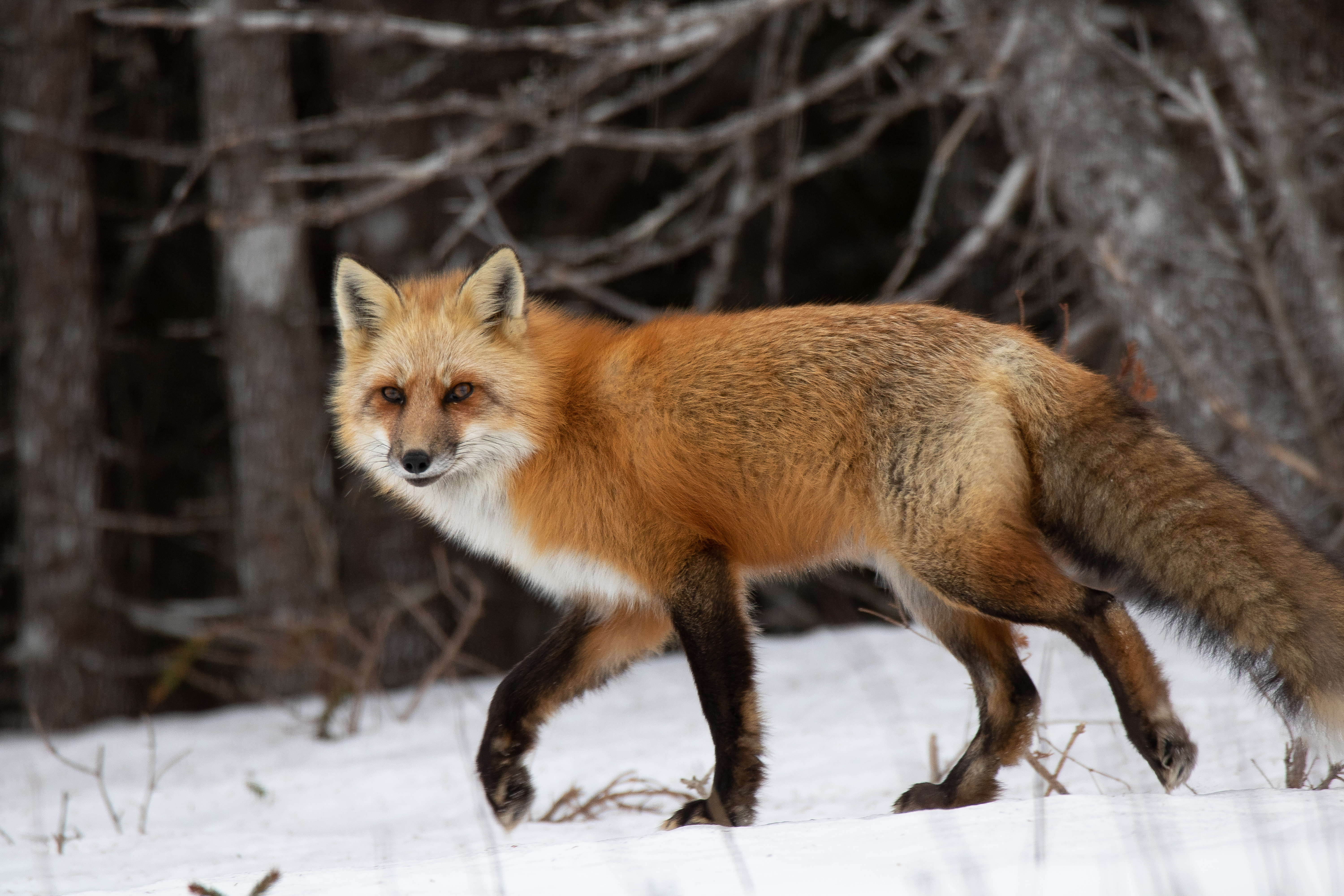 Laden Sie das Ein Fuchs, Wald, Tiere, Schnee, Raubtier, Predator, Fuchs-Bild kostenlos auf Ihren PC-Desktop herunter