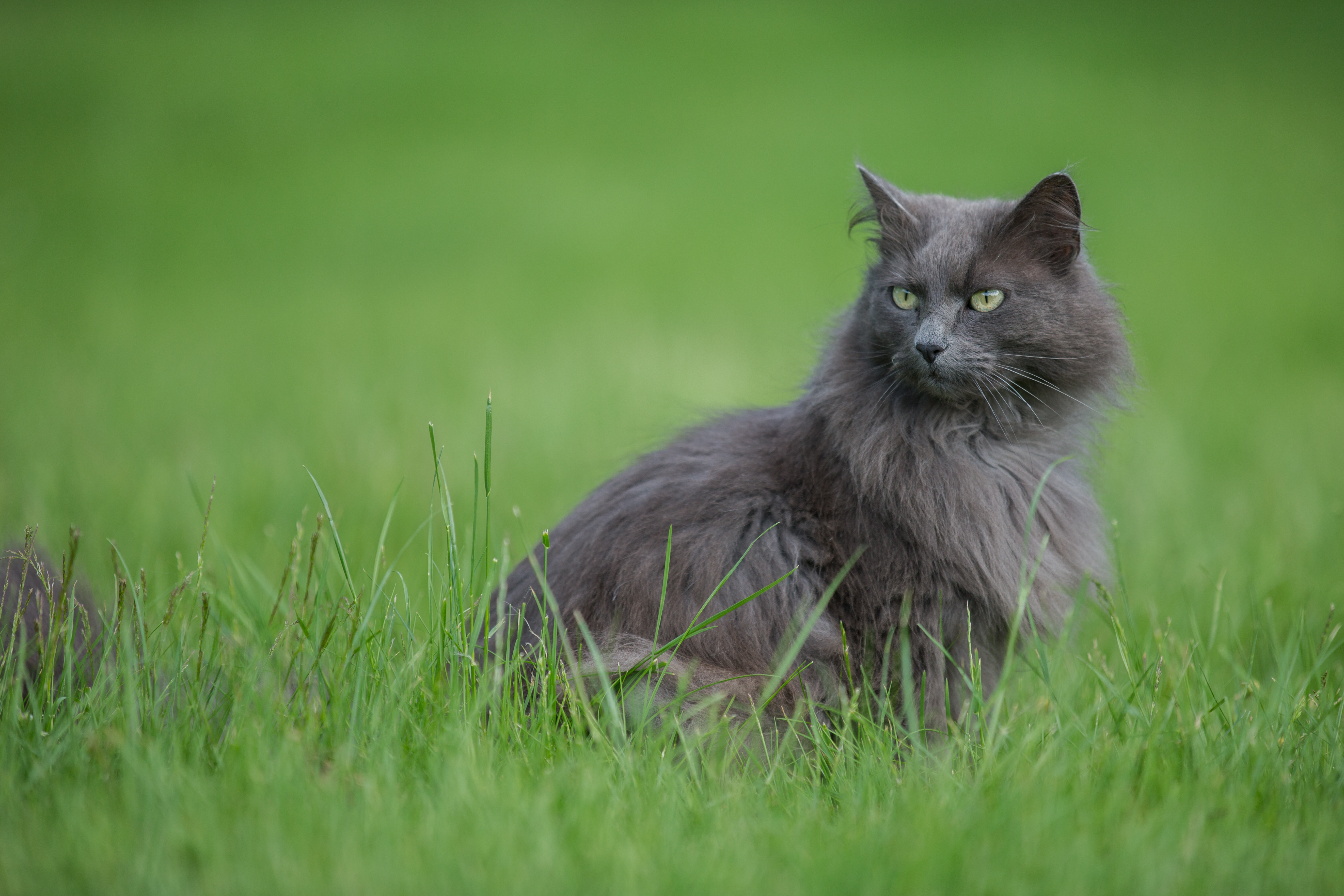 Descarga gratuita de fondo de pantalla para móvil de Gato, Gatos, Animales.